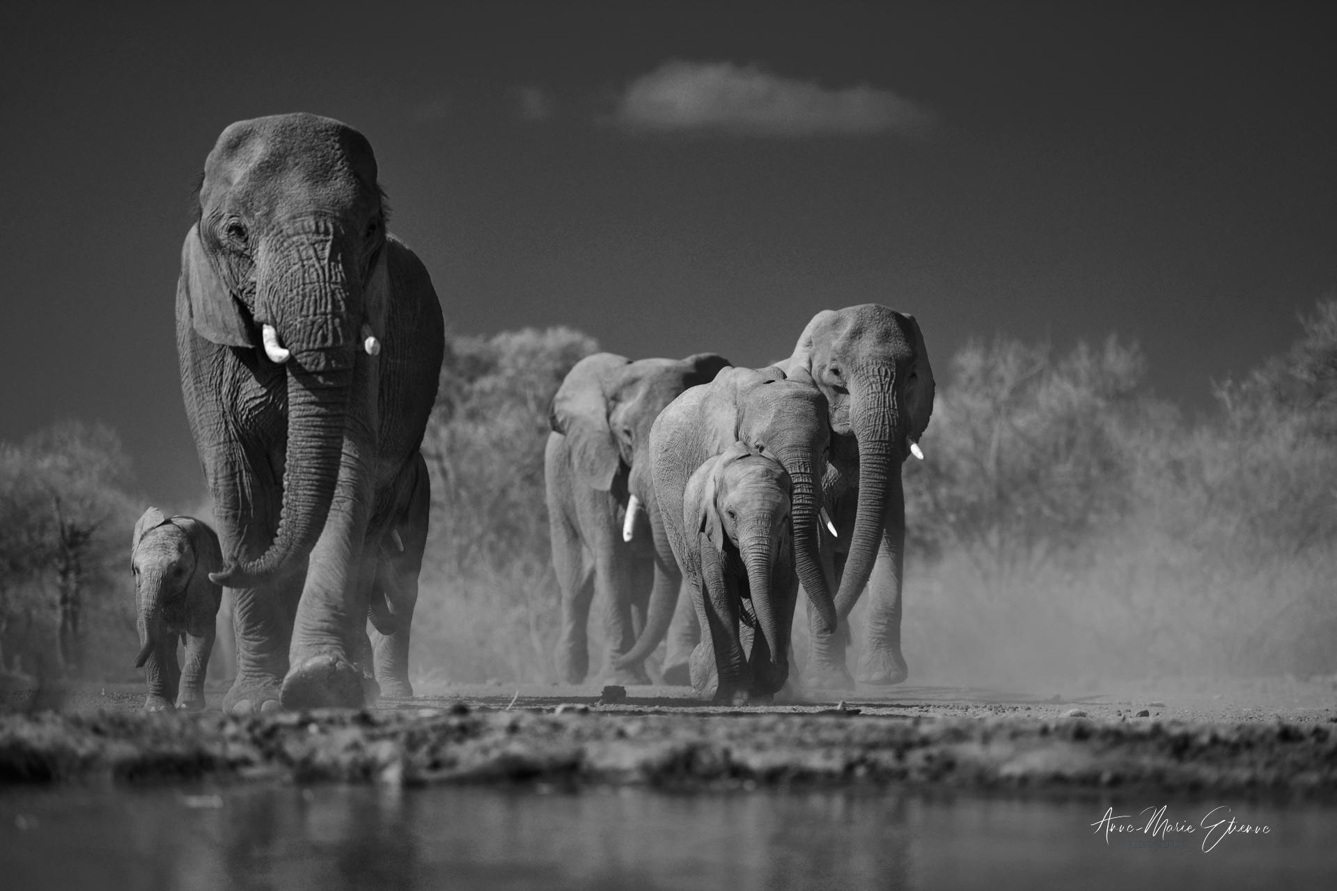 Photographie prise d'un affût au ras de l'eau, Botswana;.