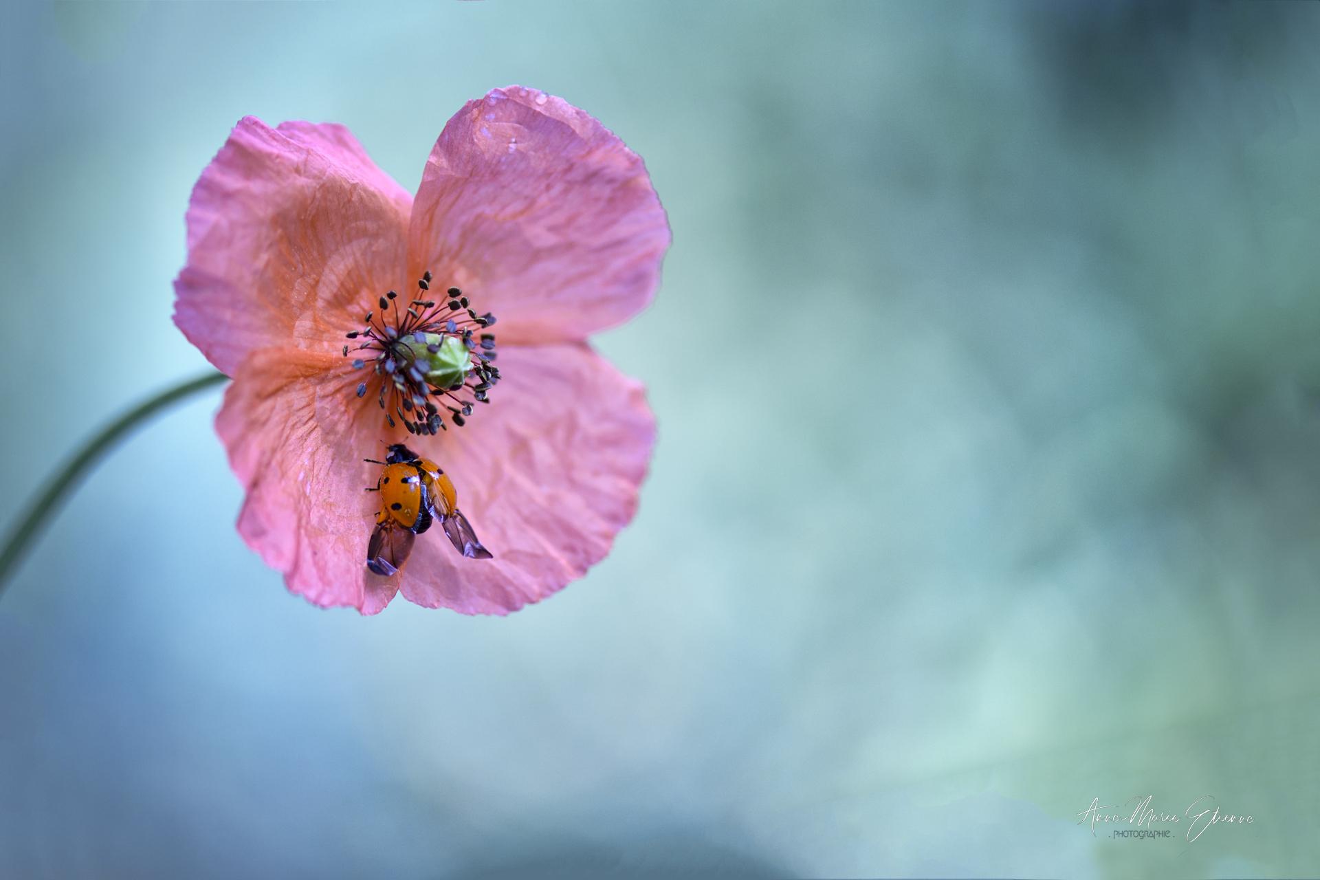 Coccinelle et coquelicot de mon jardin à Sanary.