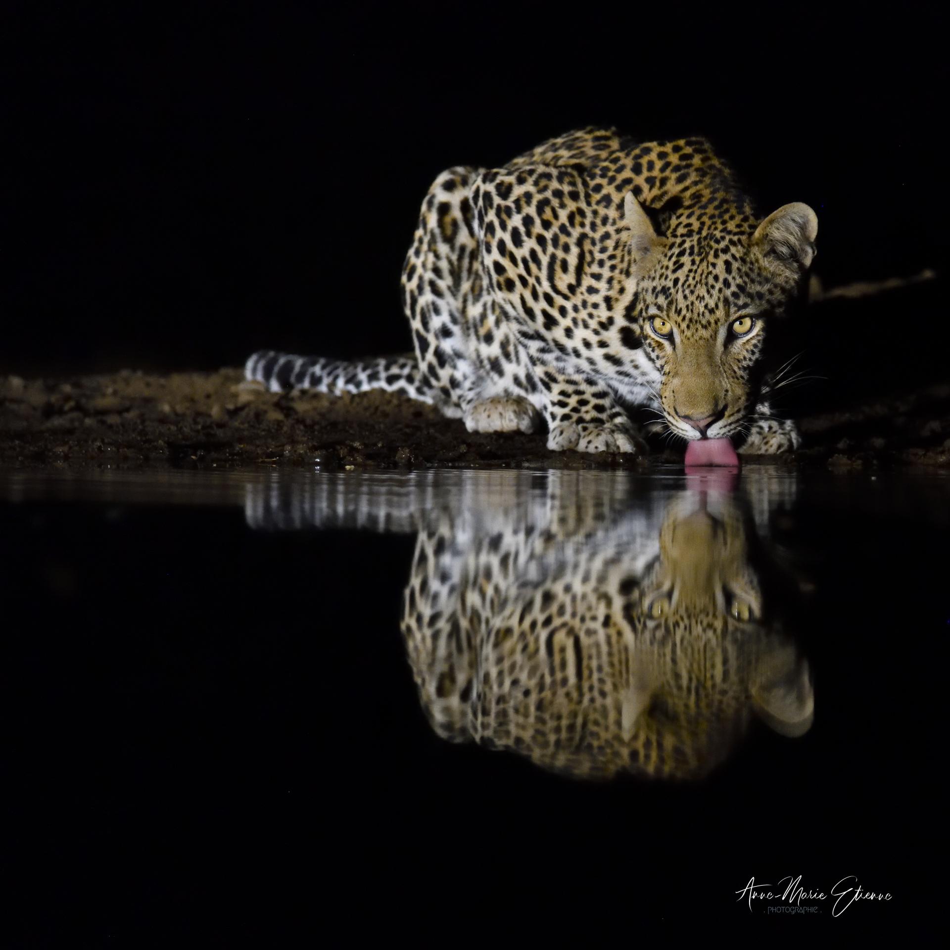 Léopard buvant pendant la nuit. photographie prise en affut, Afrique du Sud.