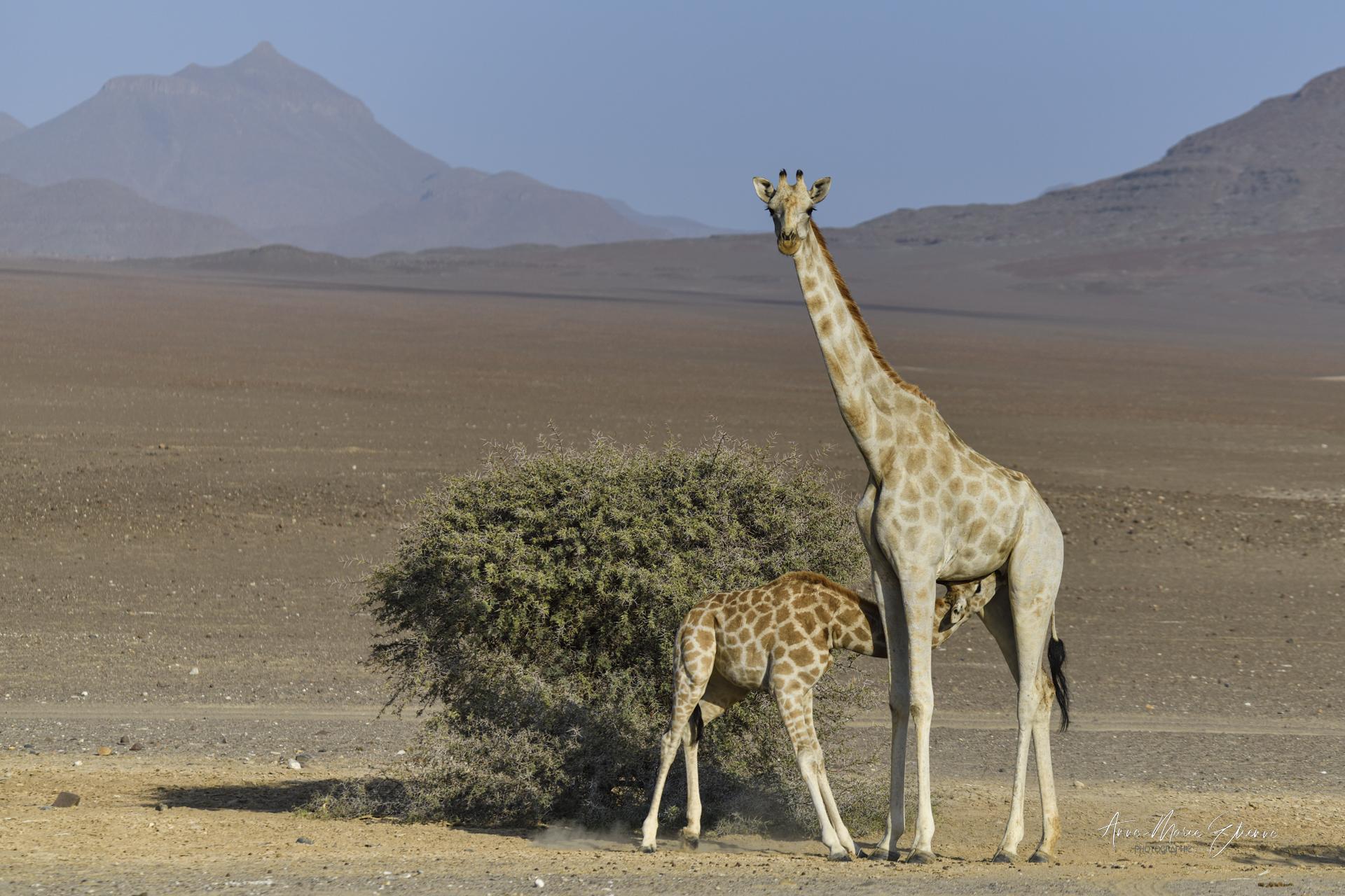 Une girafe et son girafon dans le nord de la Namibie, conservancy de Purros. photographie prise en 4x4.