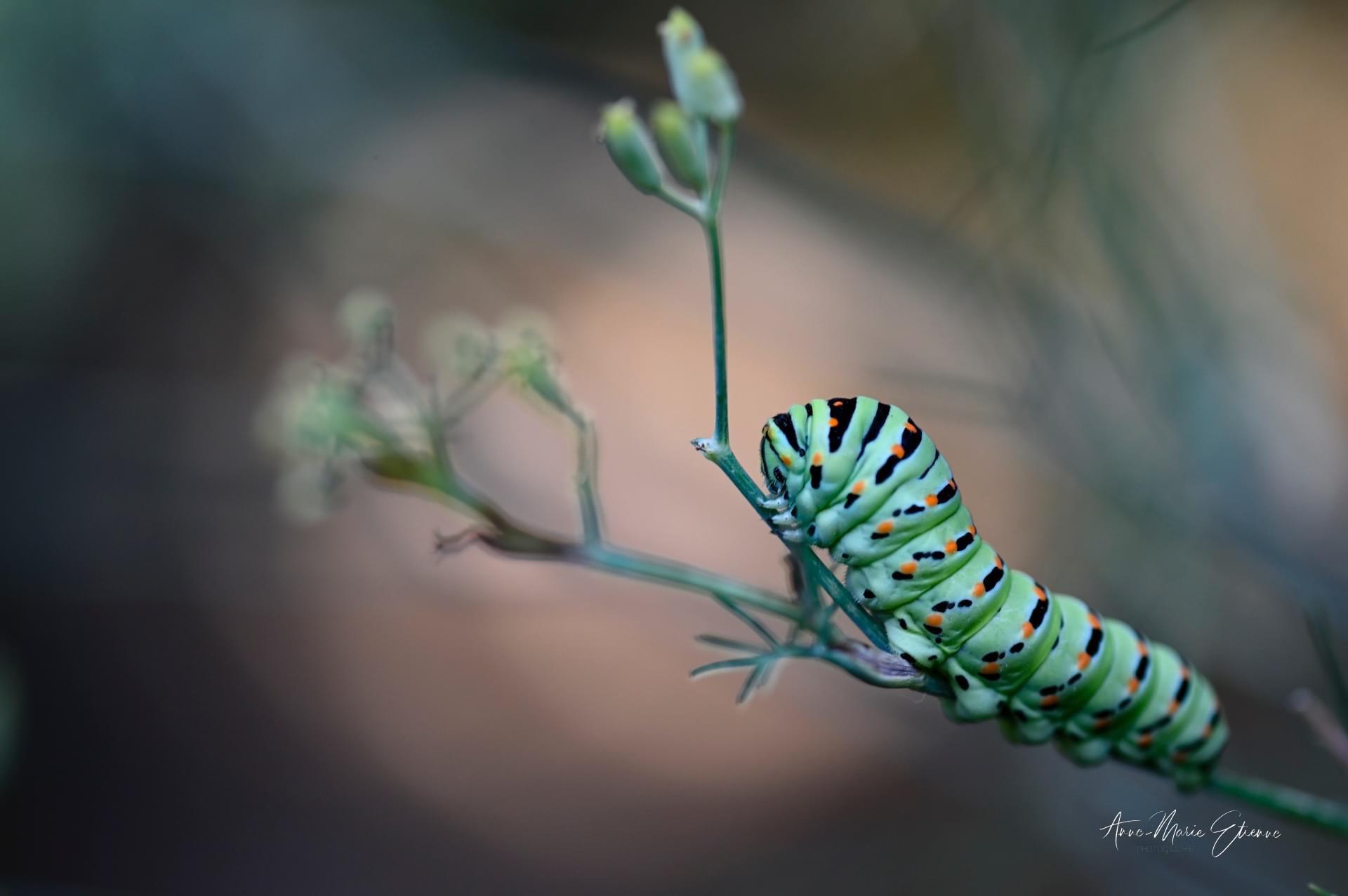 Chenille de Machaon, Provence.