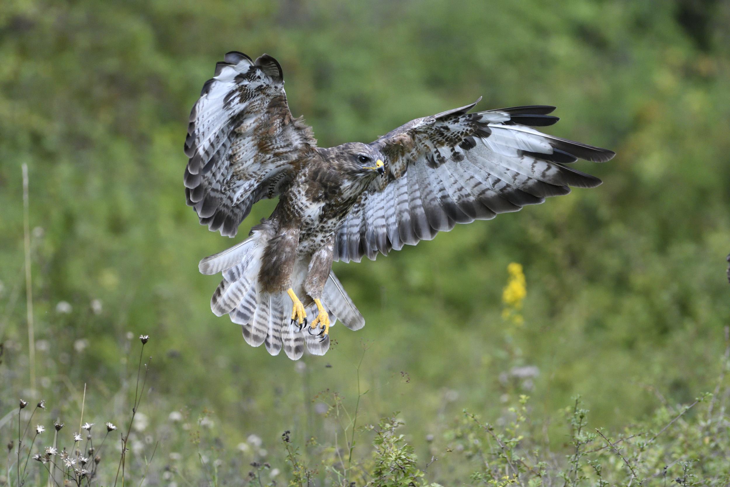 buse variable