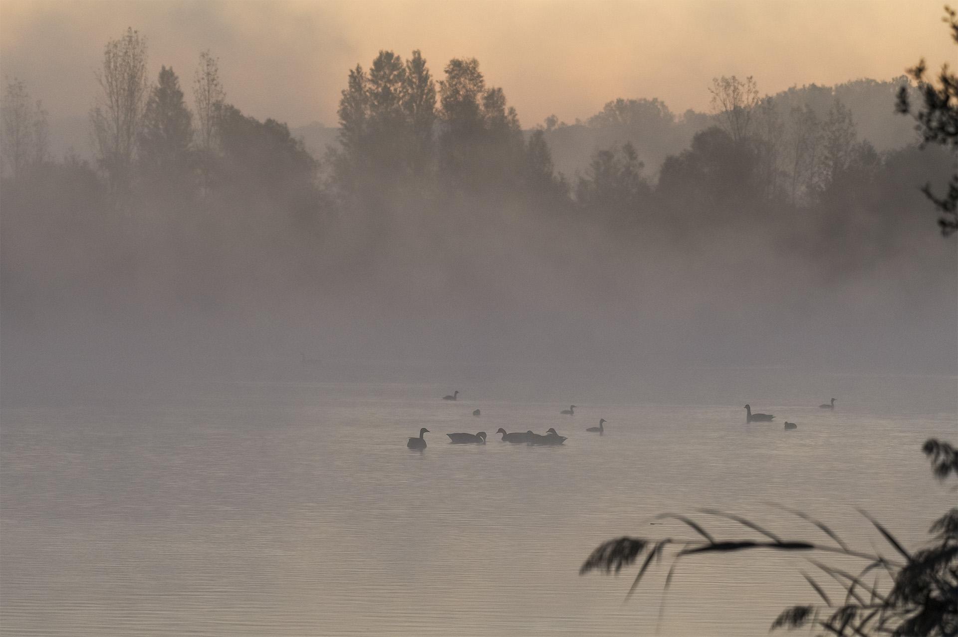 canard brume