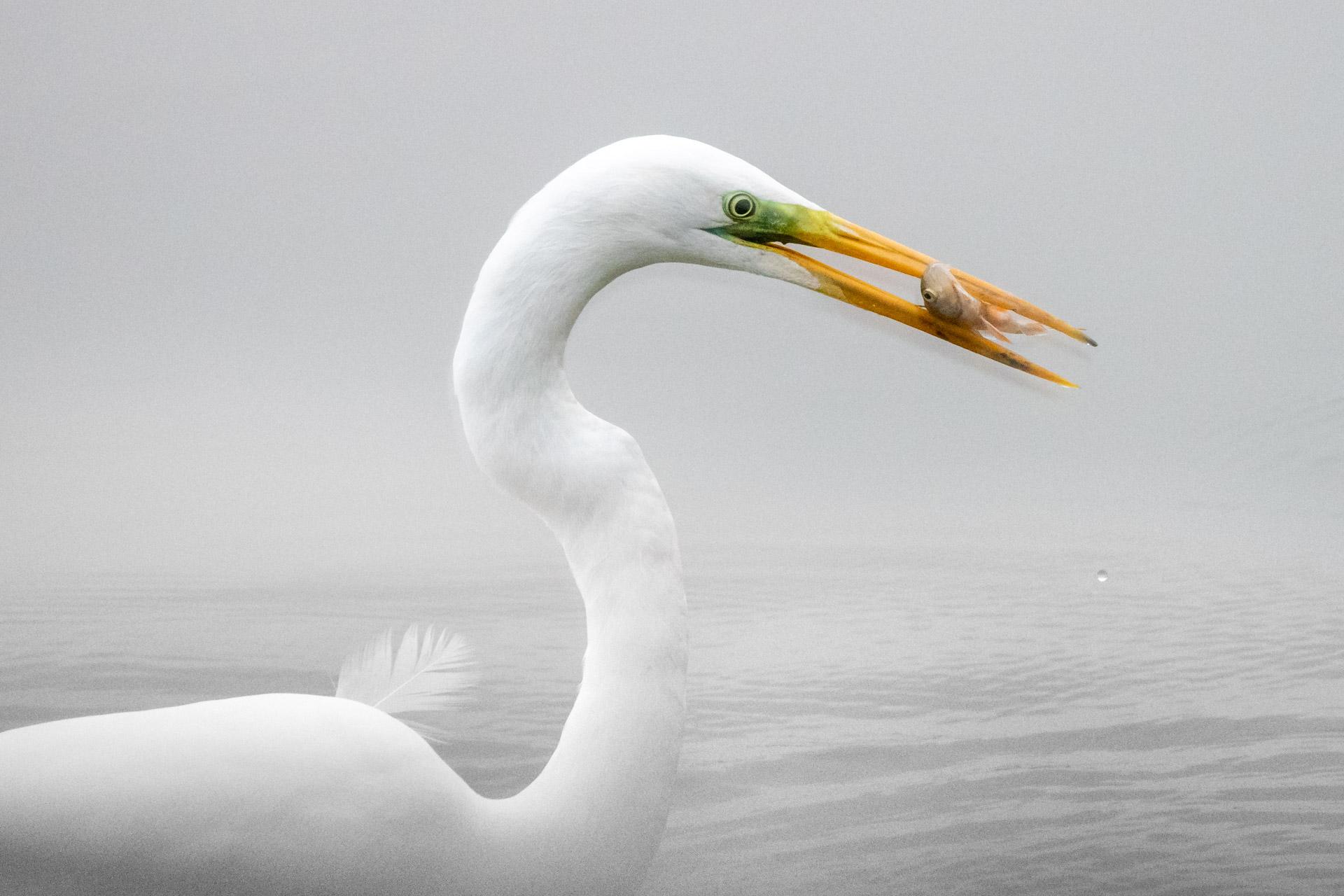 Grande Aigrette à la pêche