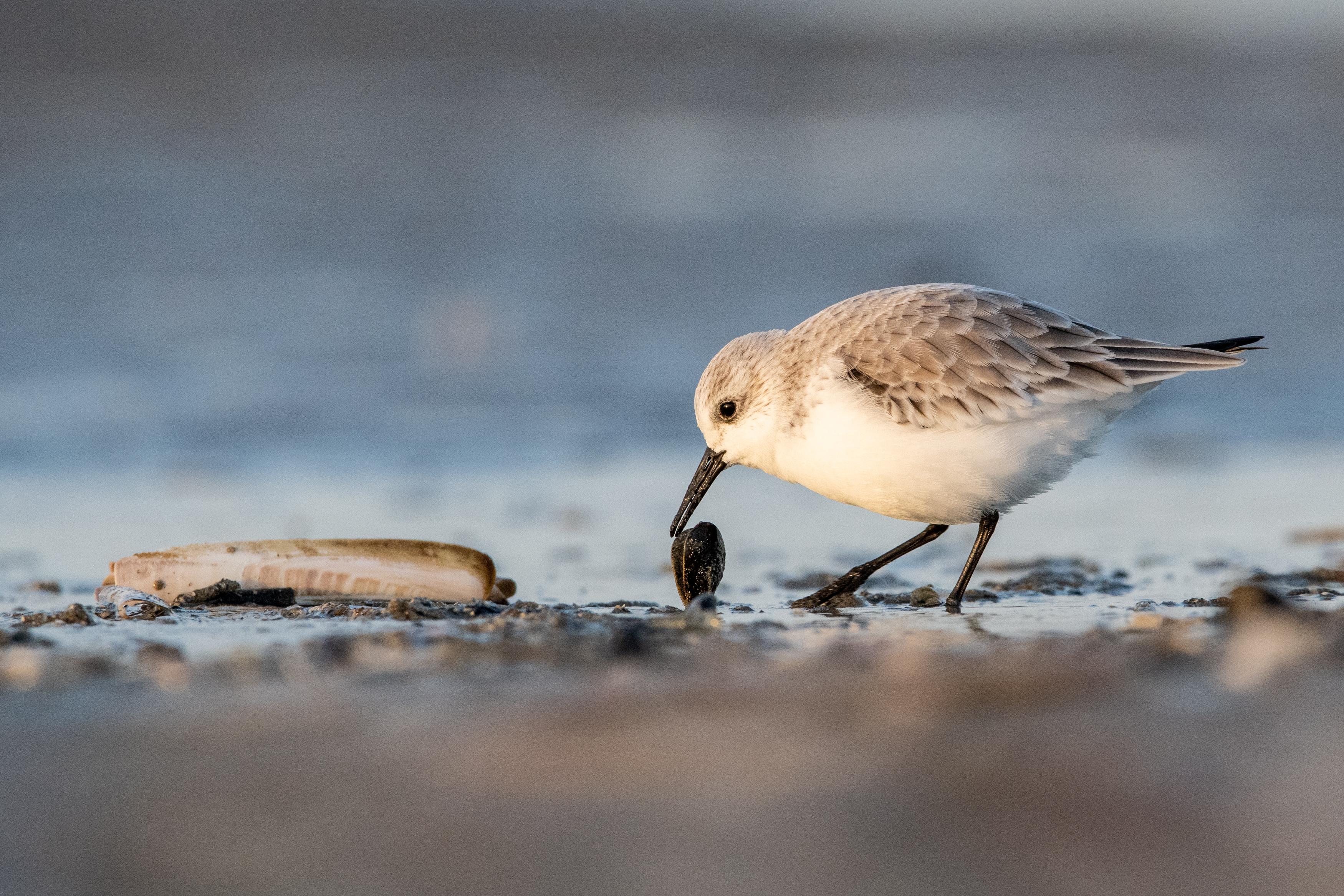 bécasseau sanderling