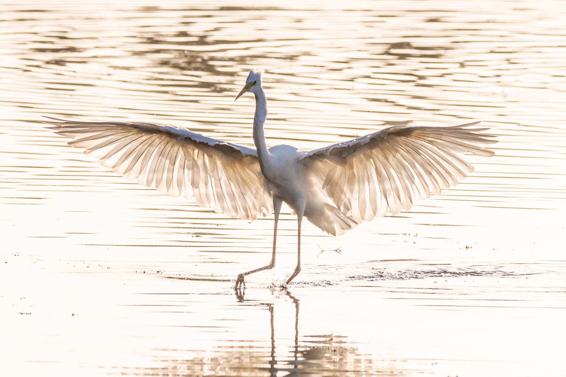 Grande aigrette