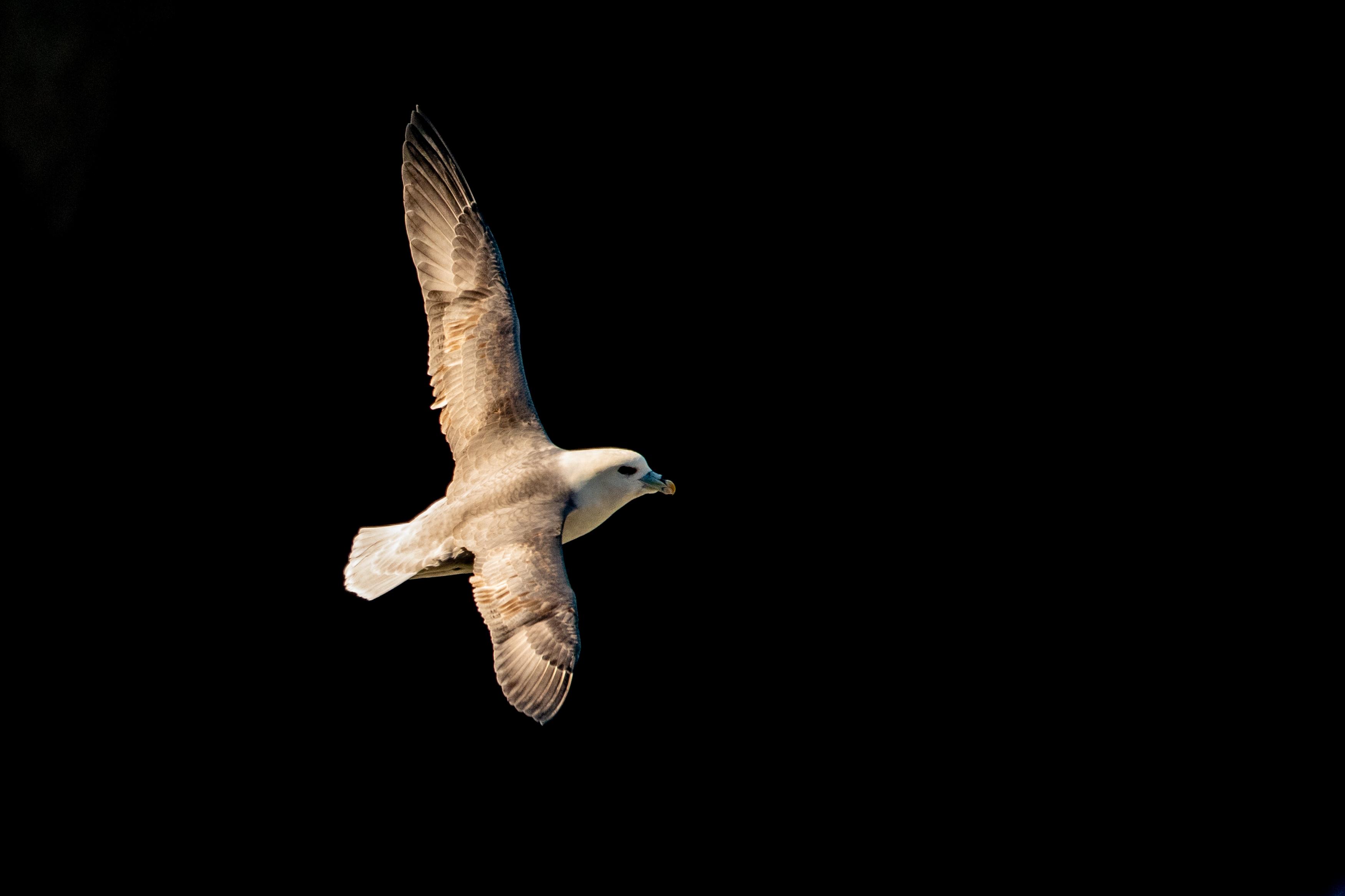 fulmar boréal