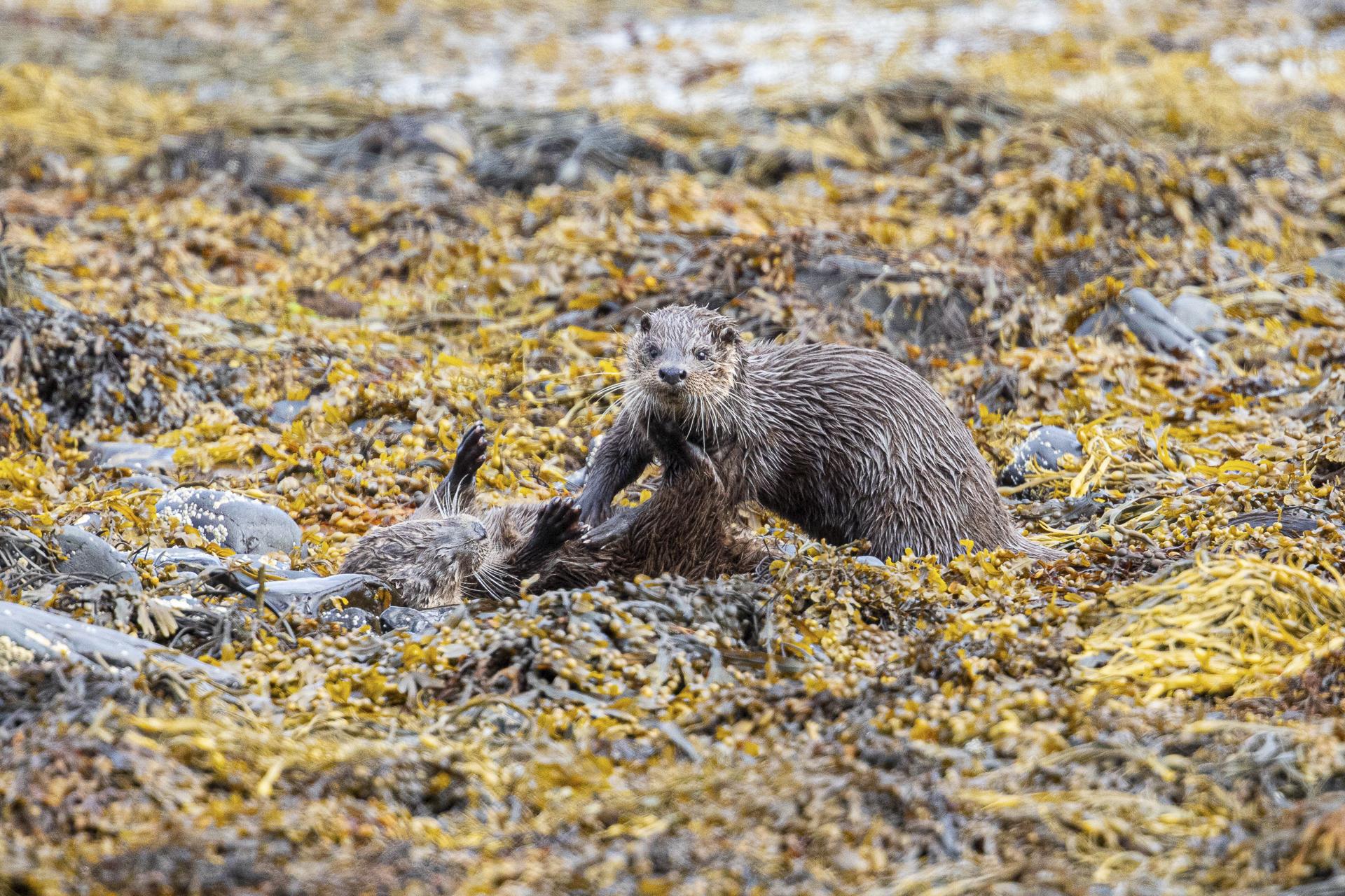 Sur les bords du Loch Scridain Ile de Mull Ecosse ;la chance de rencontrer 2 loutres joueuses