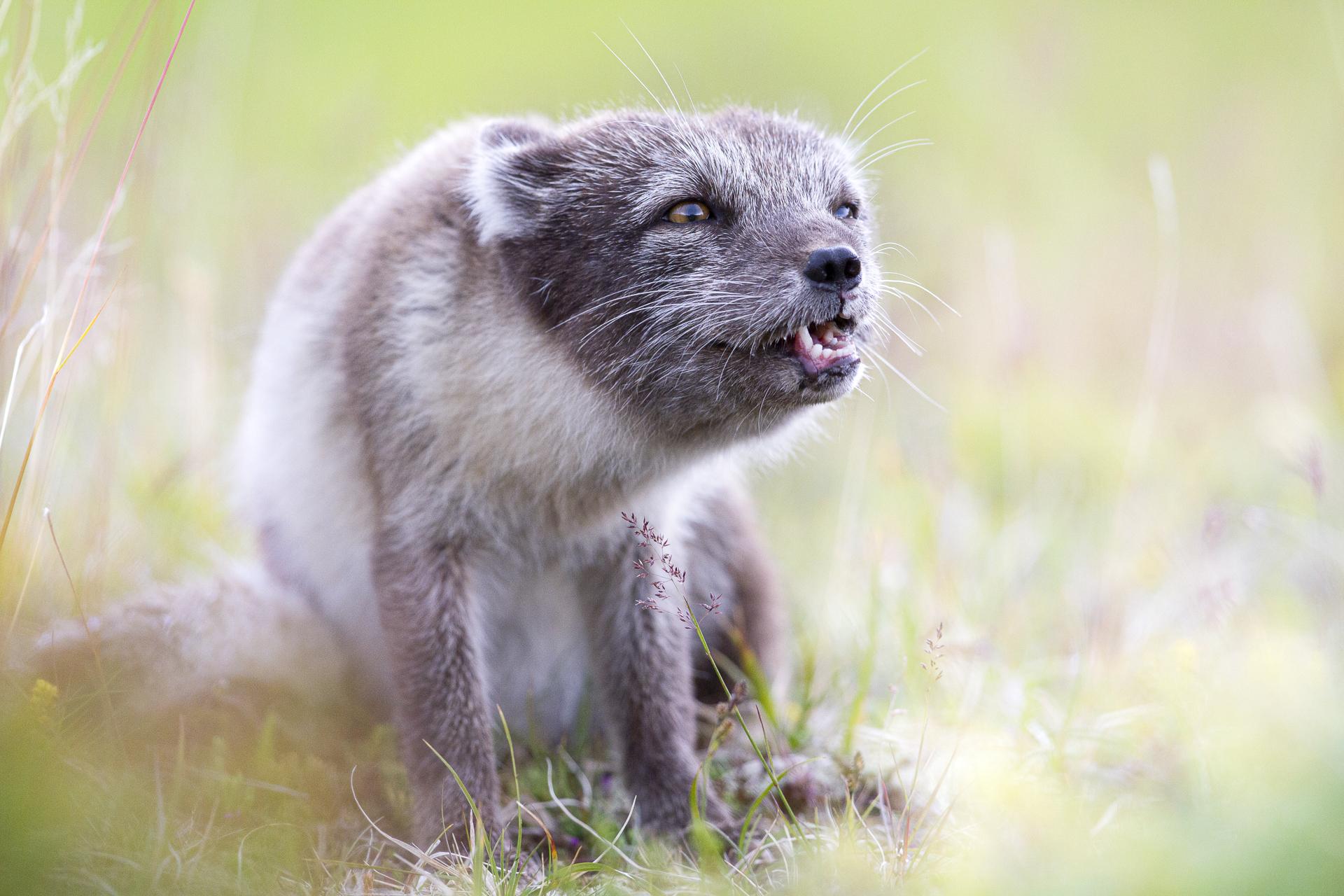 renard polaire presqu'ile du Hornstrandir Islande