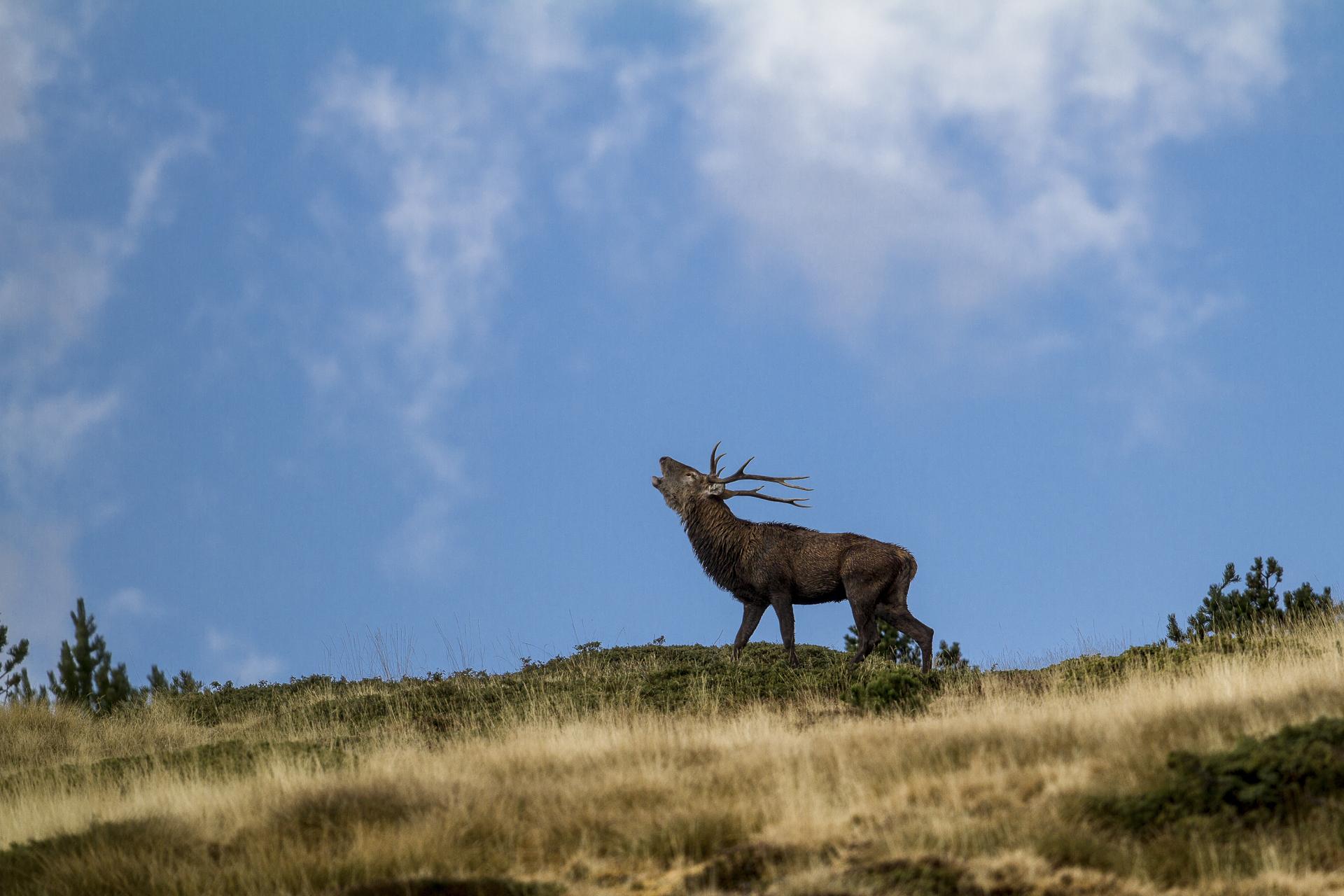 brame du cerf en montagne  ,l'avantage d'avoir des grands espaces dégagés