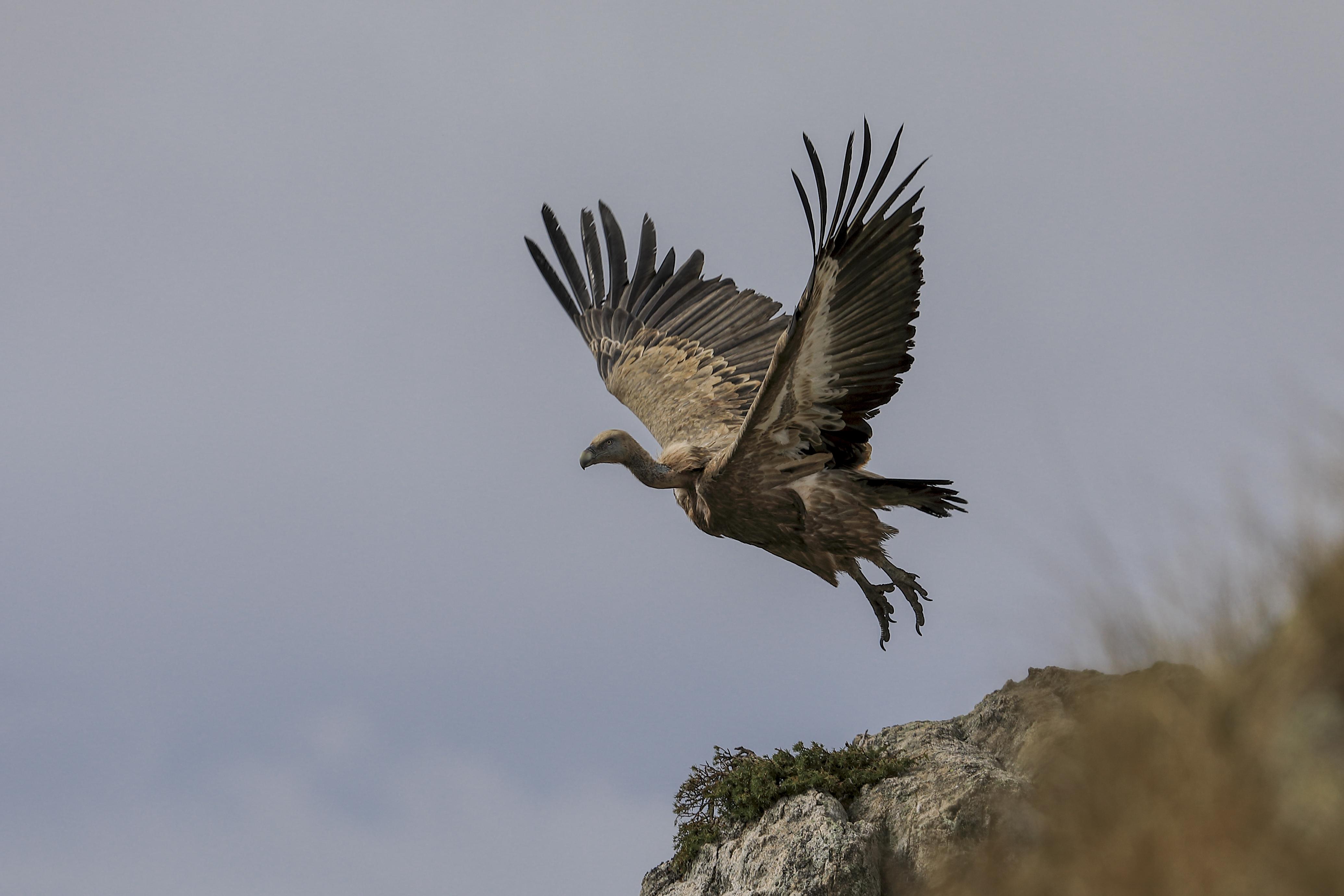 scène décolage toutes ailes déployées ,instant super