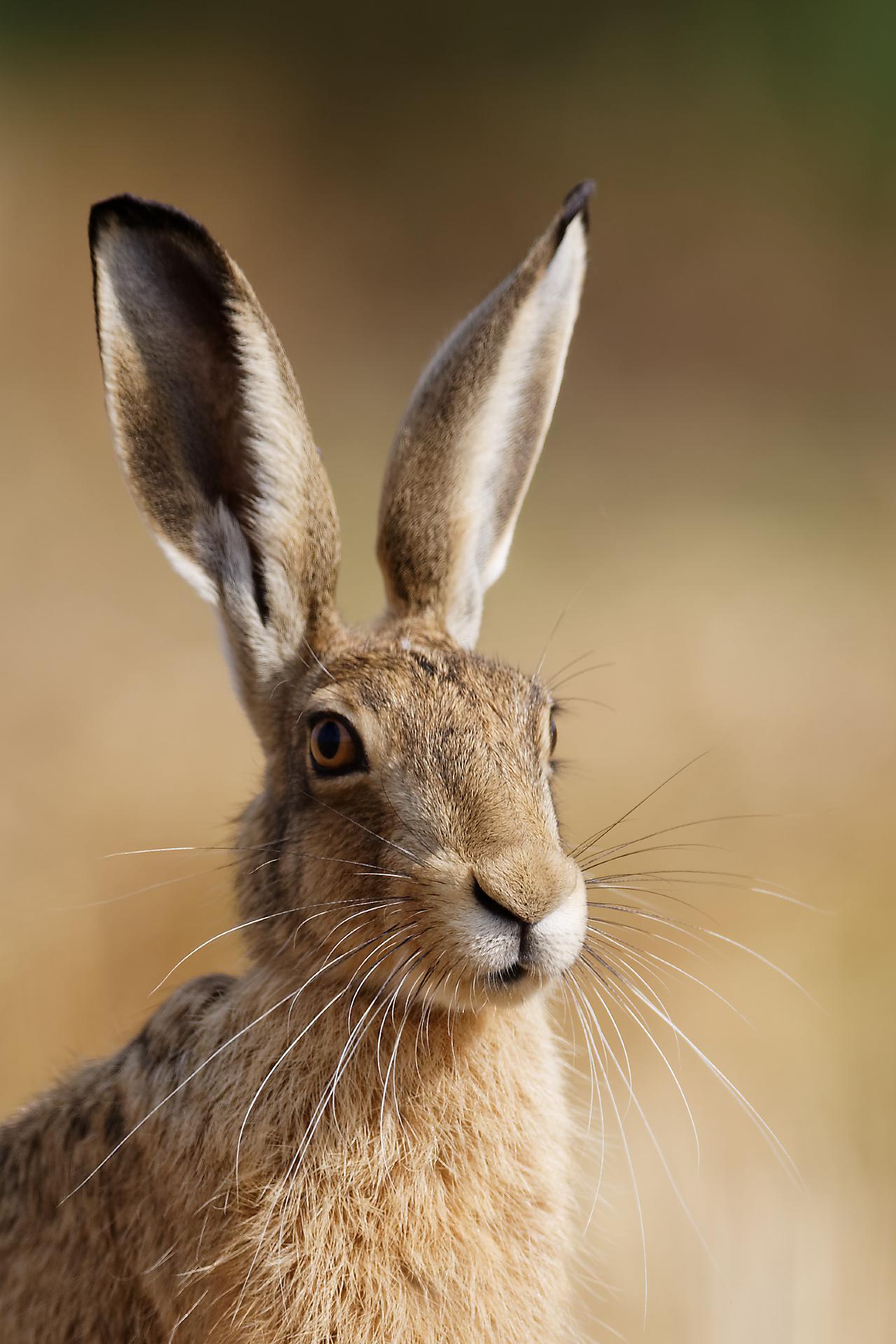 portrait aux grandes oreilles