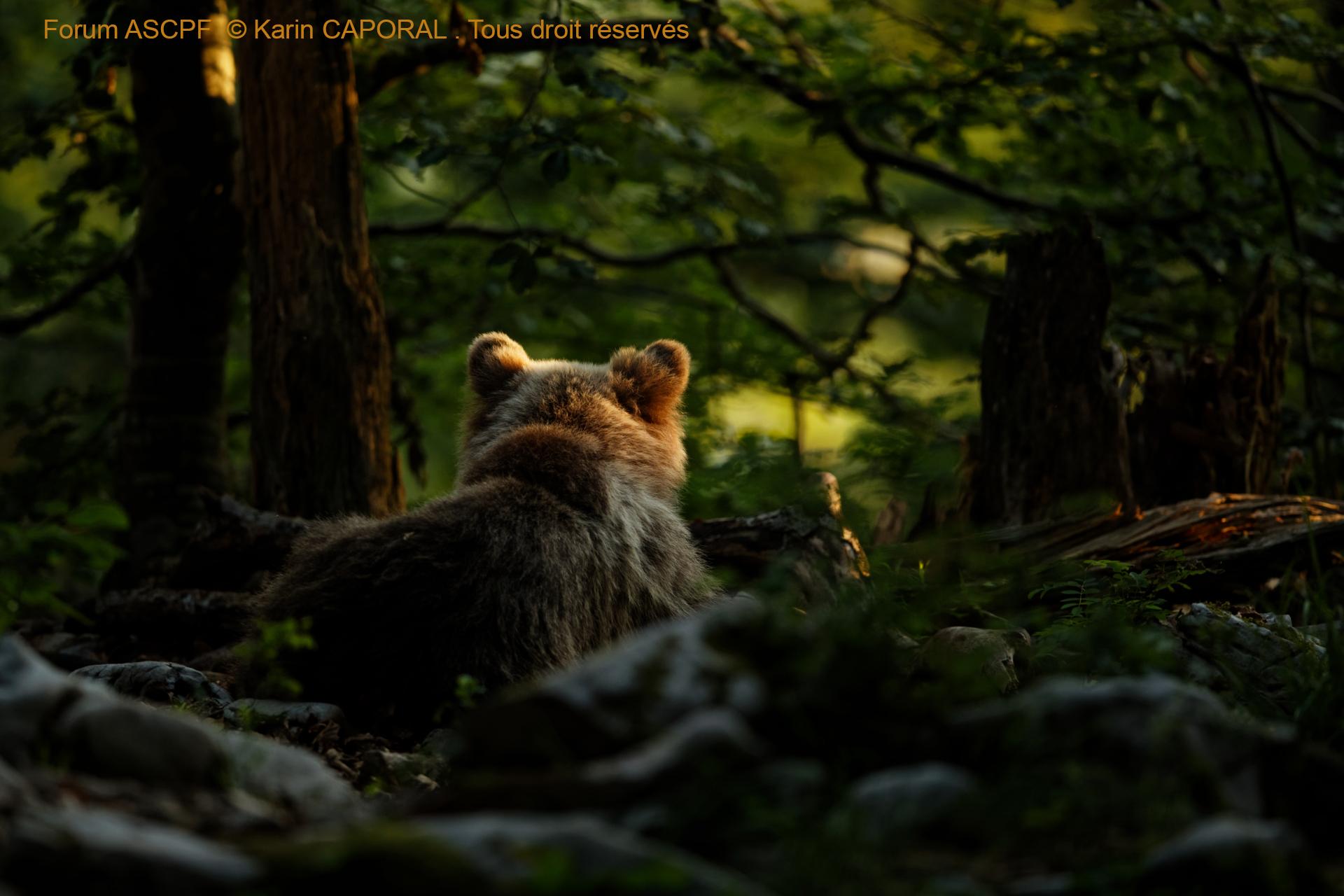 Avenir de l'ours brun