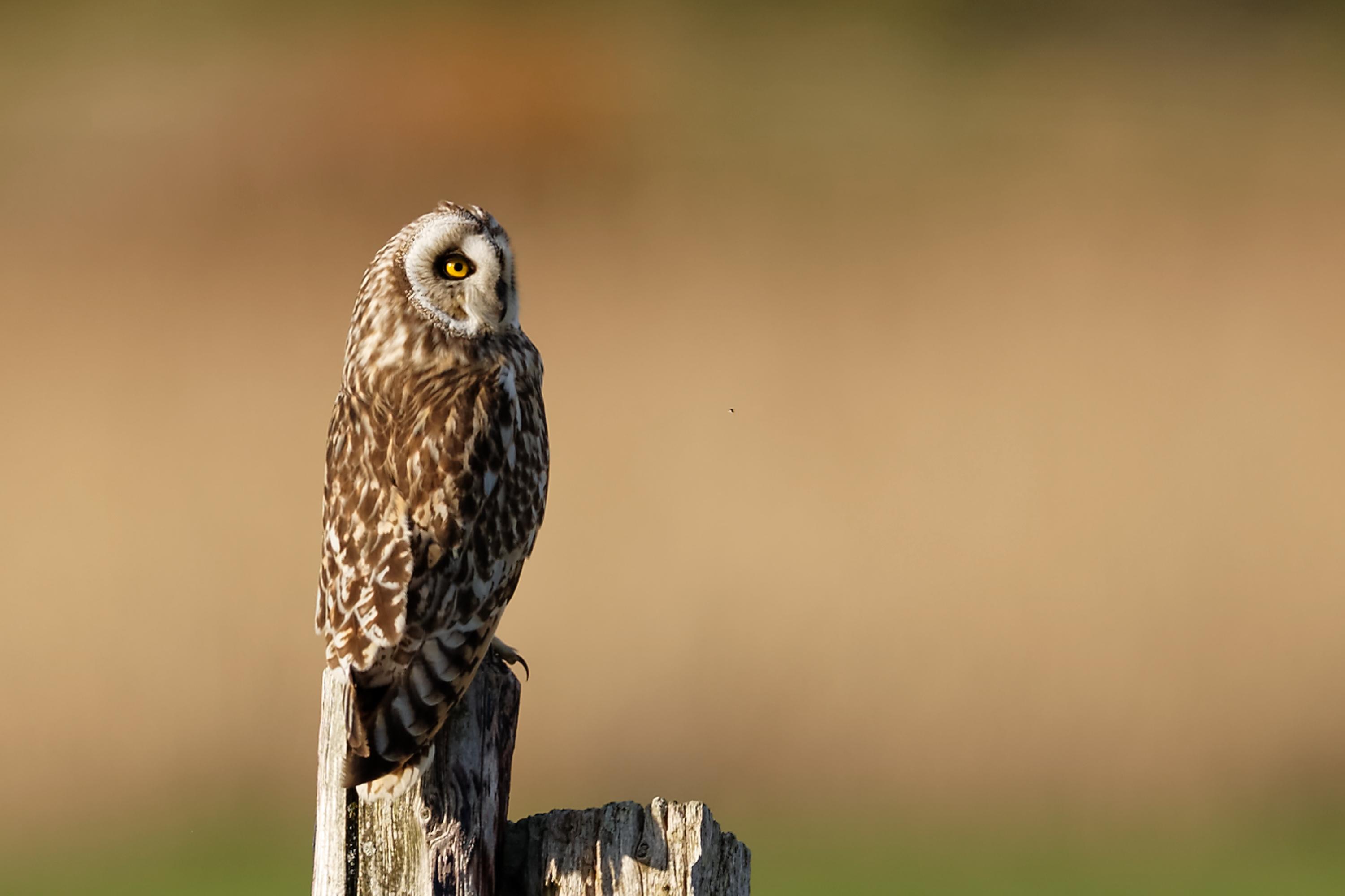 Hibou des marais