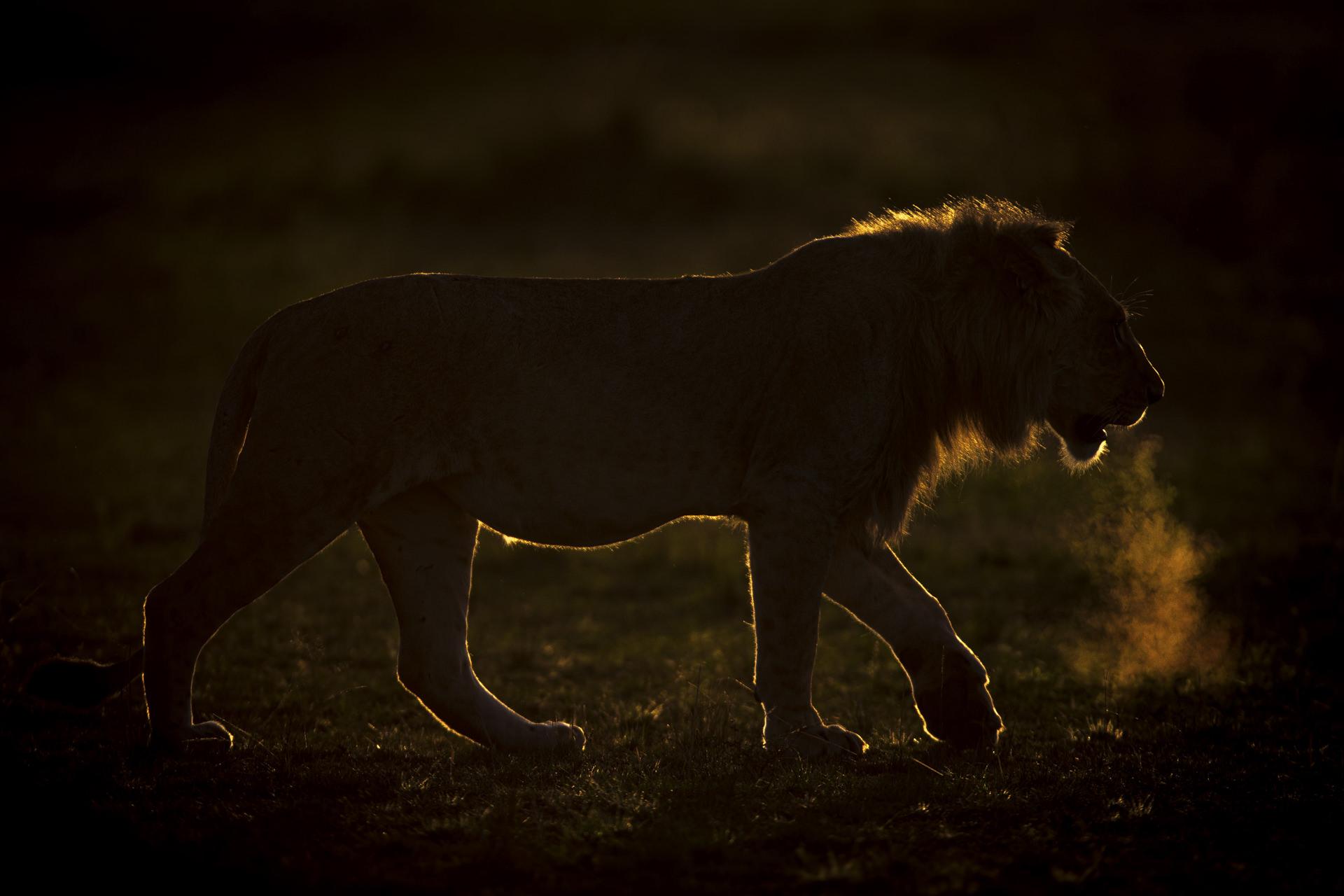 Lion qui rugit a contre jour