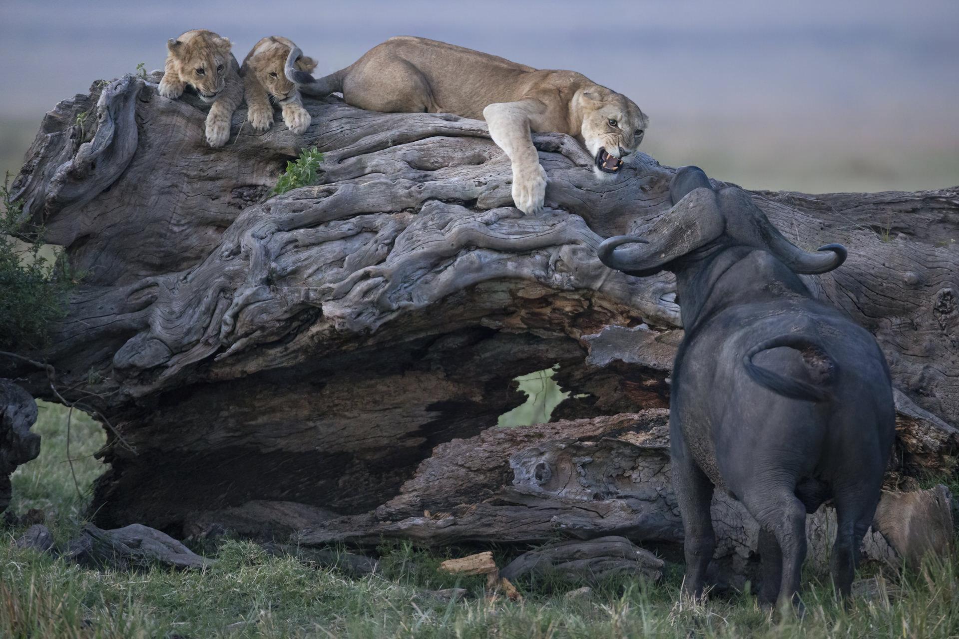 Lionne qui défend ses petits