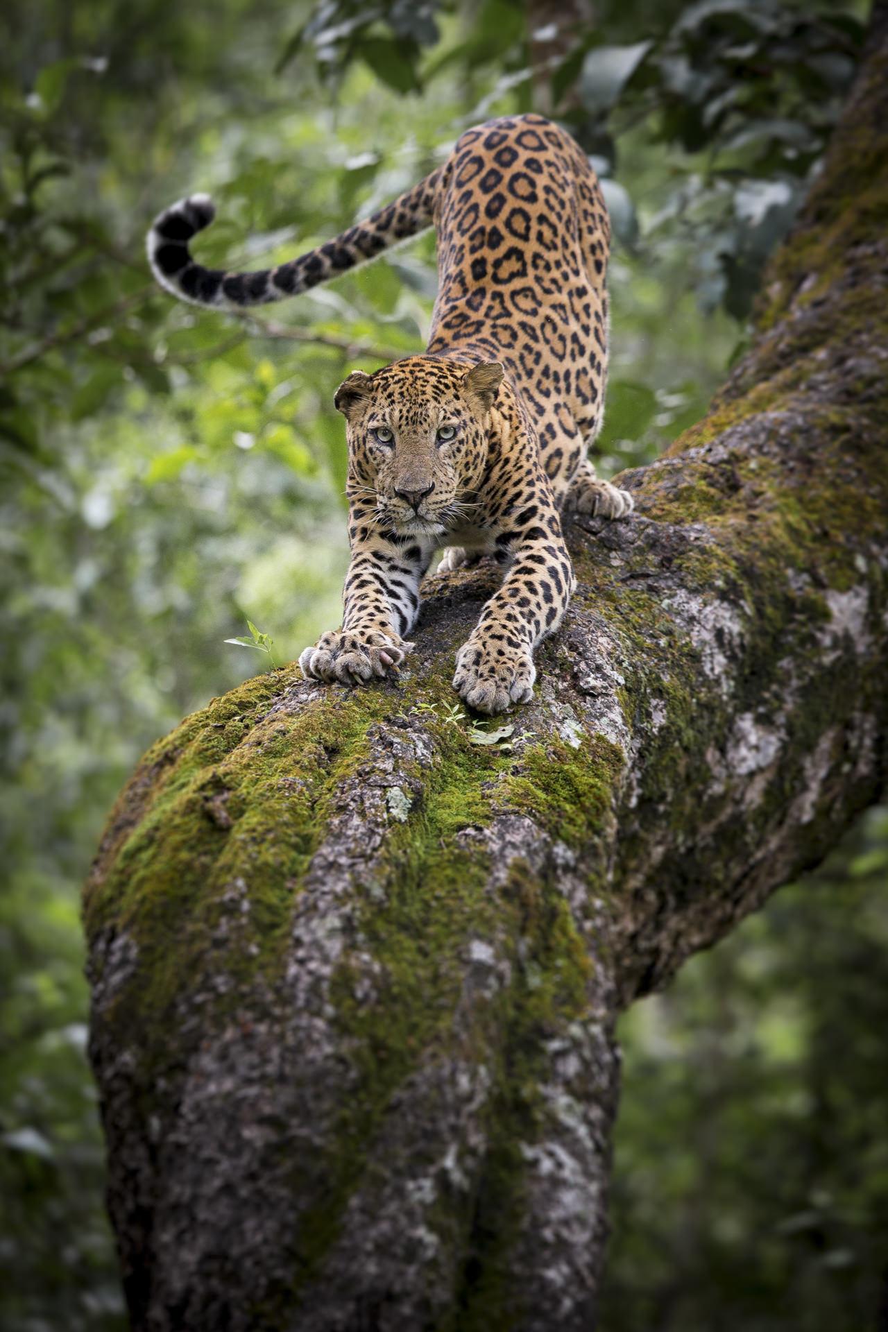 Leopard Indien sur une belle branche recouverte de mousse