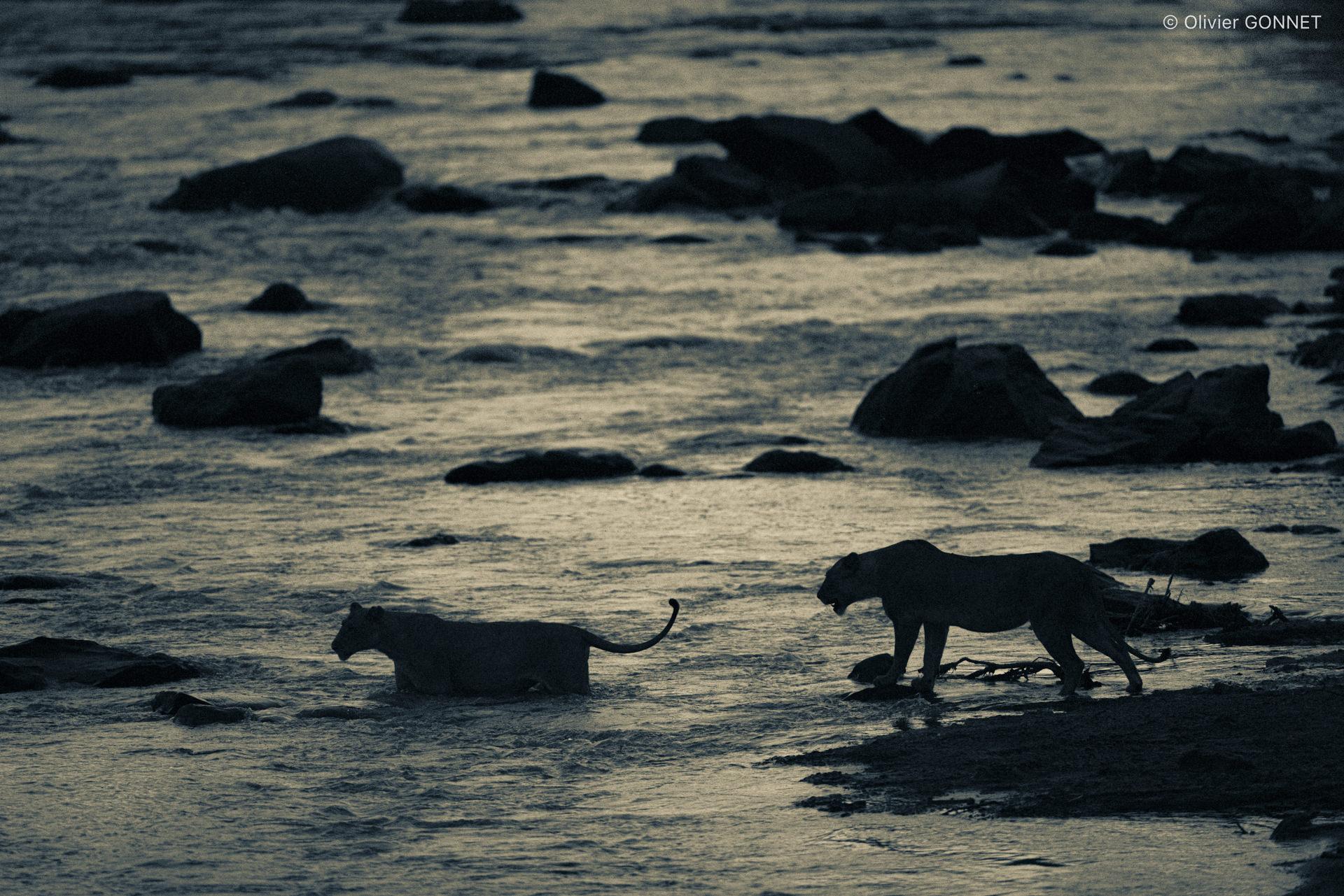 Lionnes qui traversent la Mara