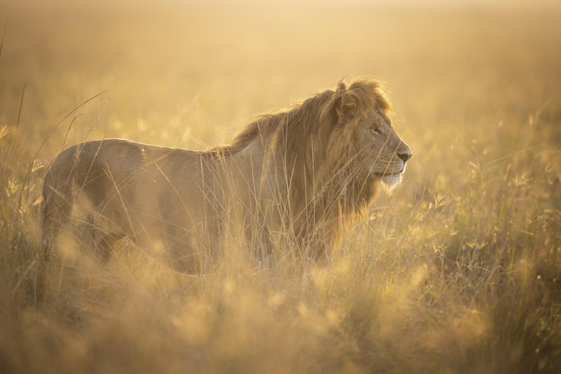 Lion dans la Golden Light