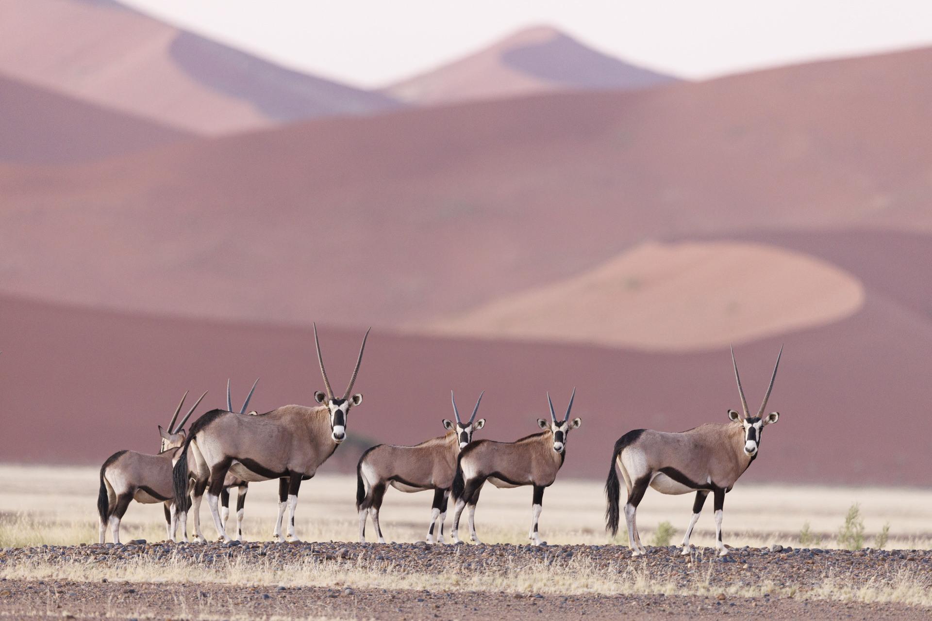 L'antilope du désert!