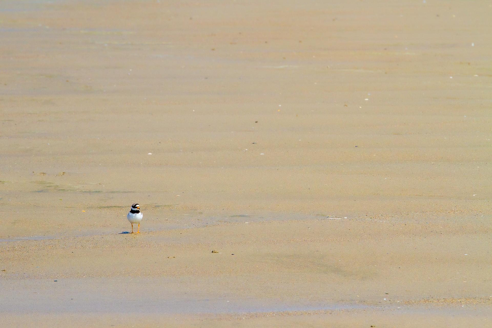 Grand gravelot sur la plage