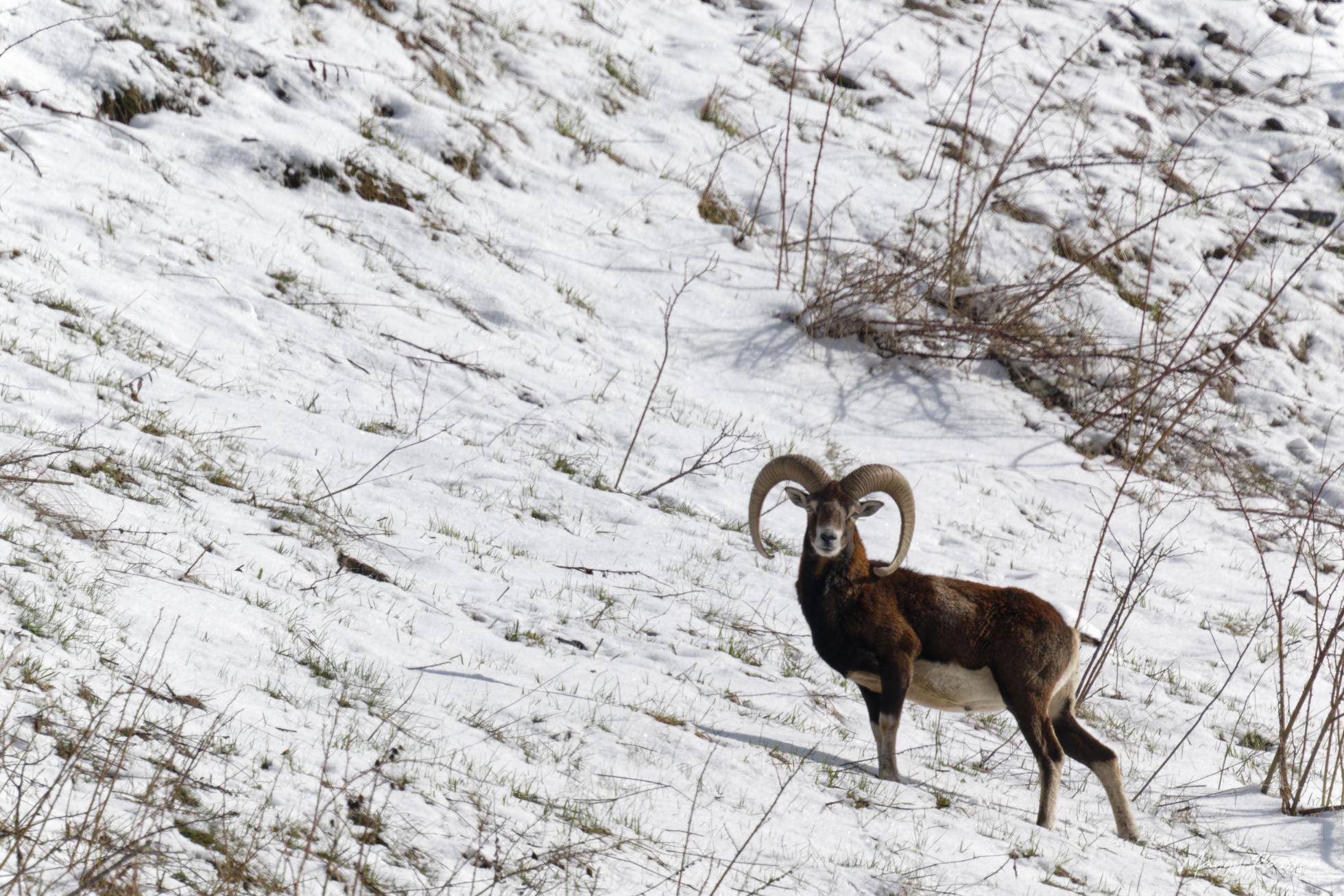 Mouflon alpin