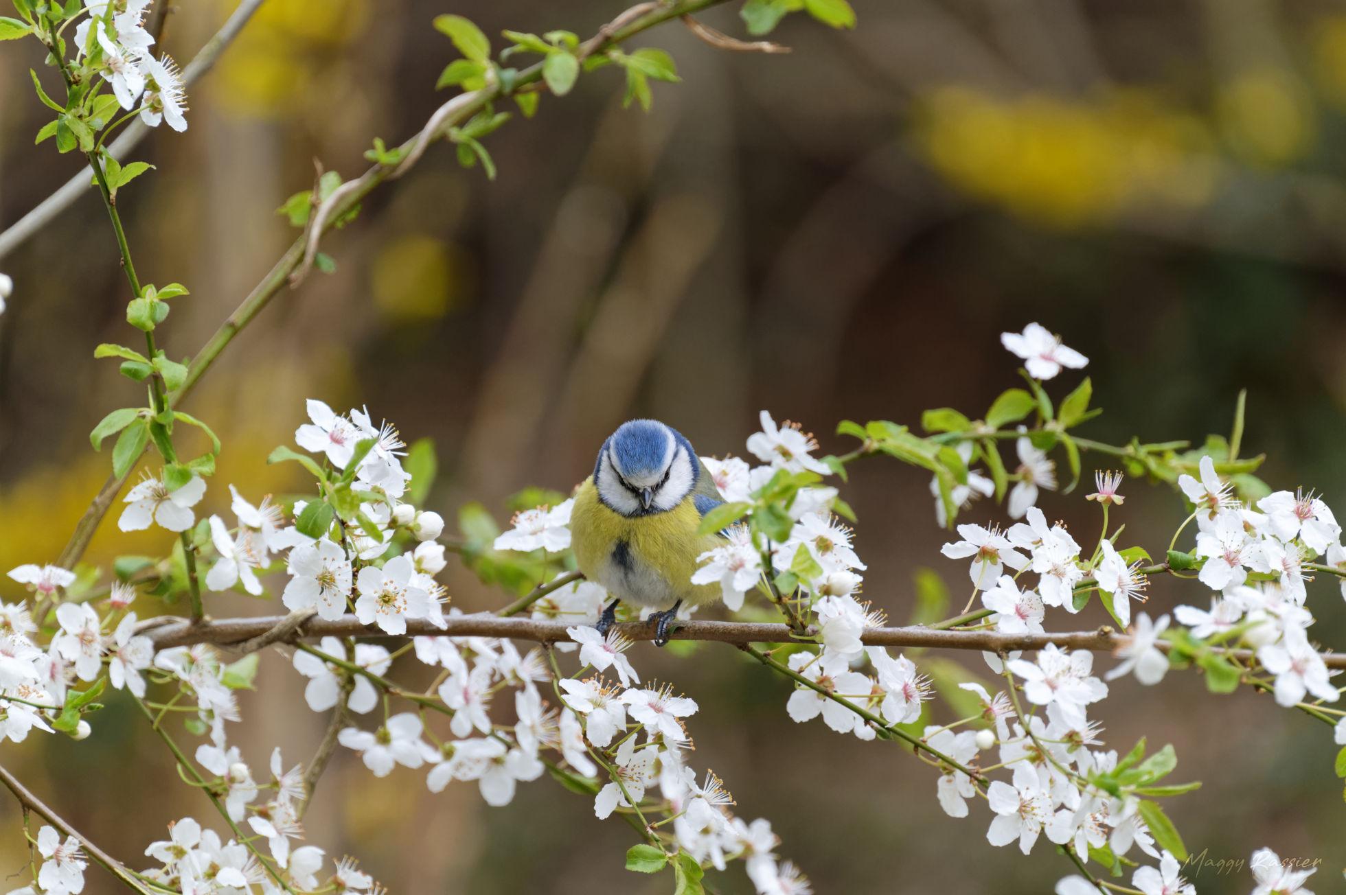 mésange bleue