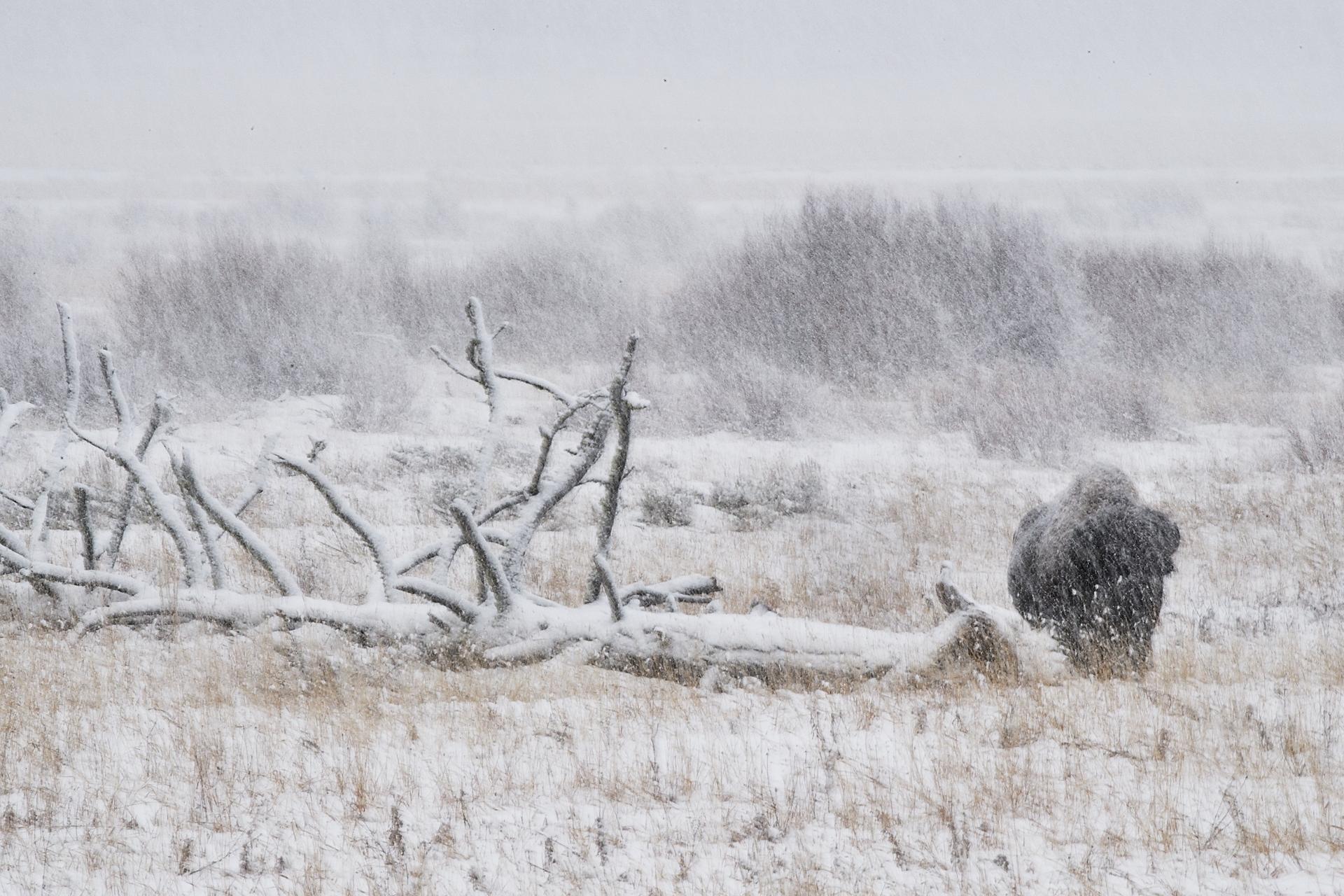 Bison d'Amérique