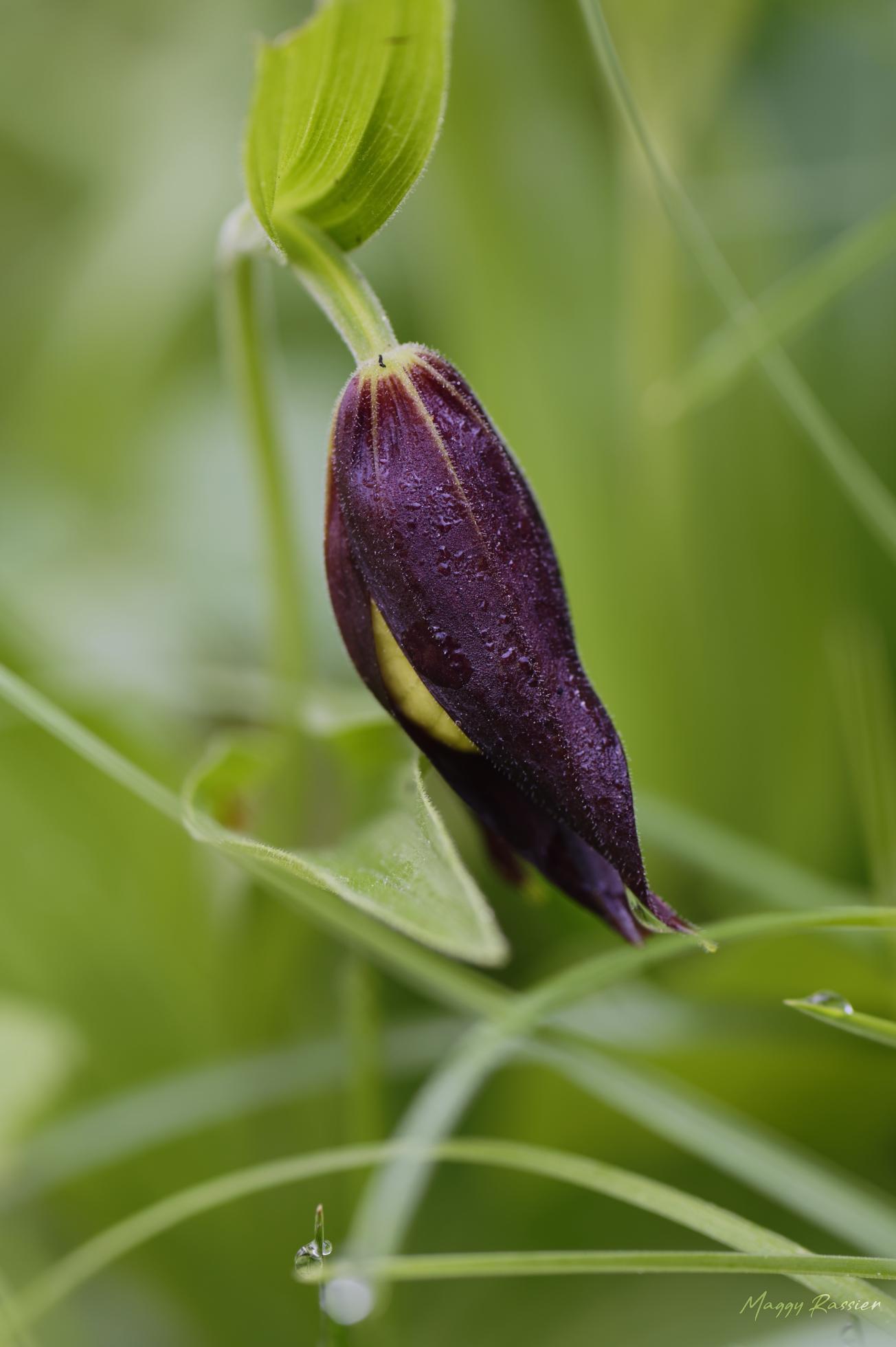 Sabot de Vénus en bouton