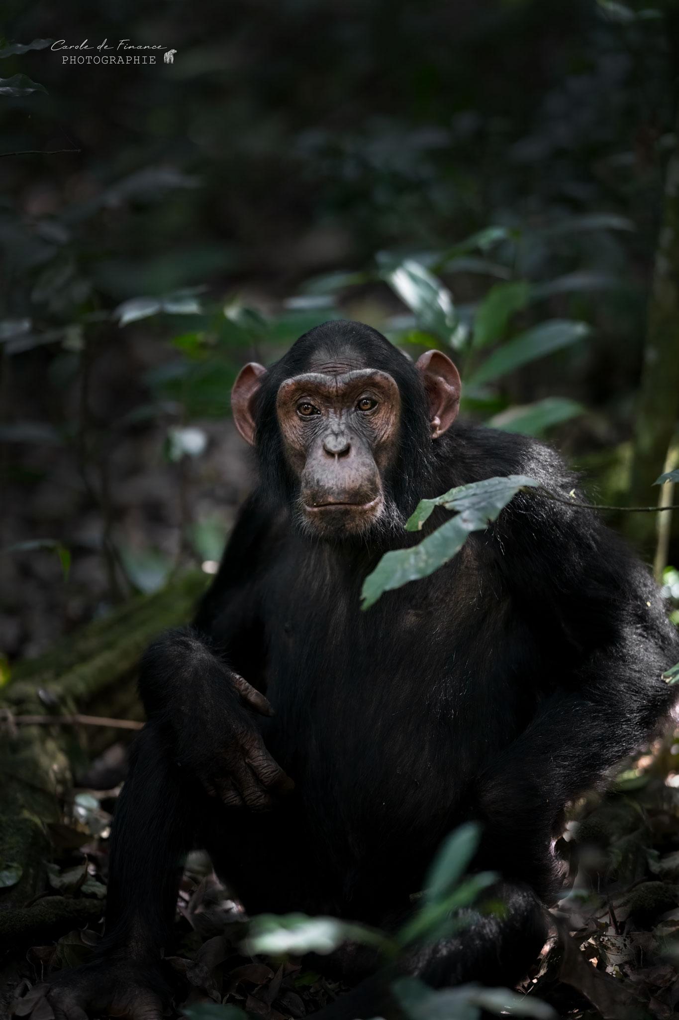 jeune chimpanzé rencontré dans la forêt de kibale
