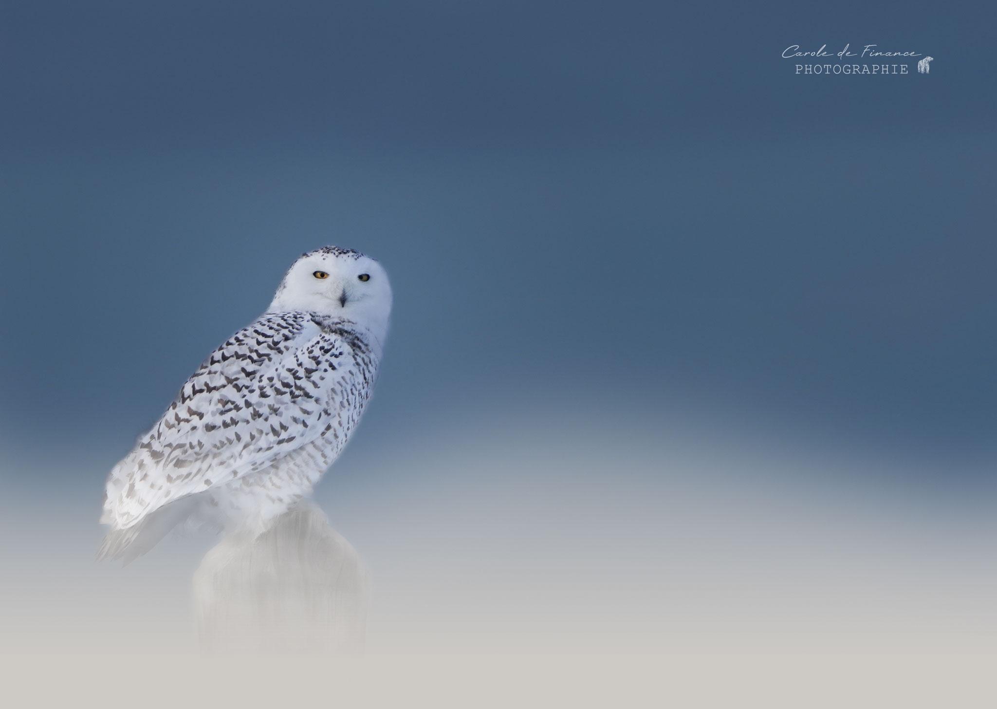 harfang des neiges en Ontario
