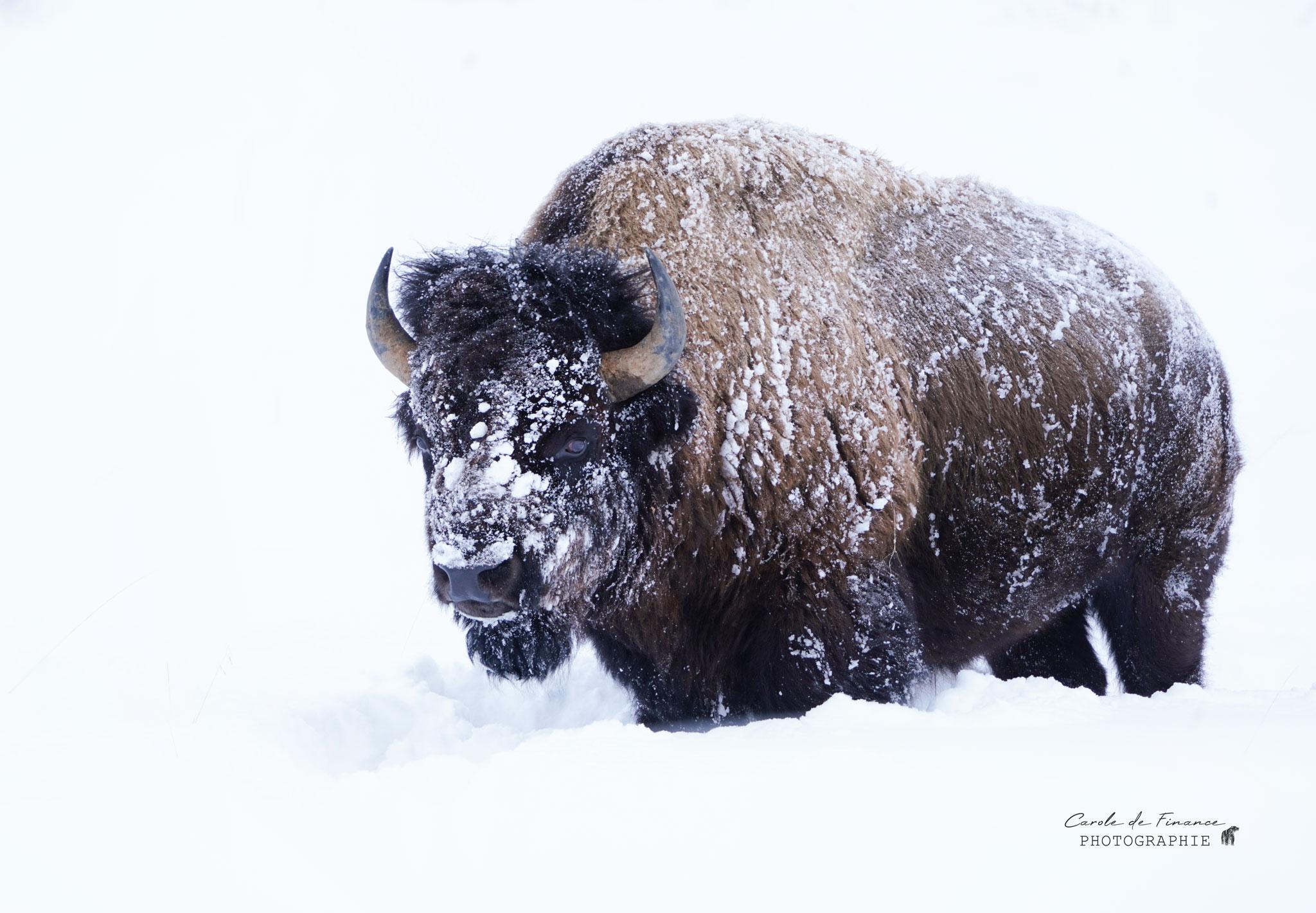 Bison rencontré tôt le matin au Yellowstone