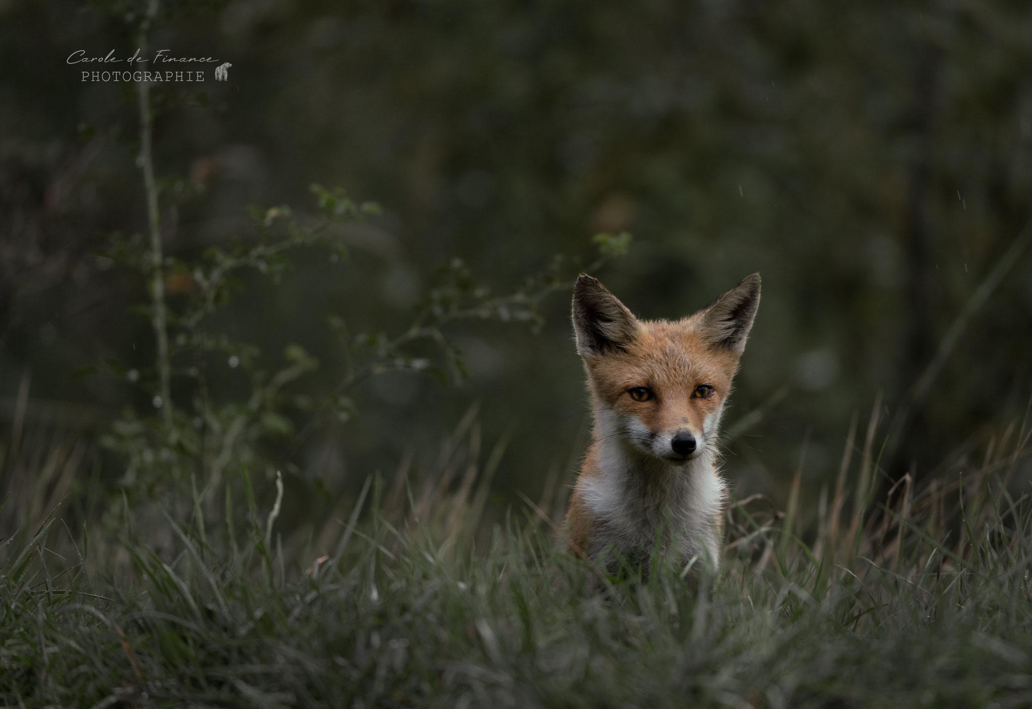 jeune renard tout mouillé dans les Abruzzes