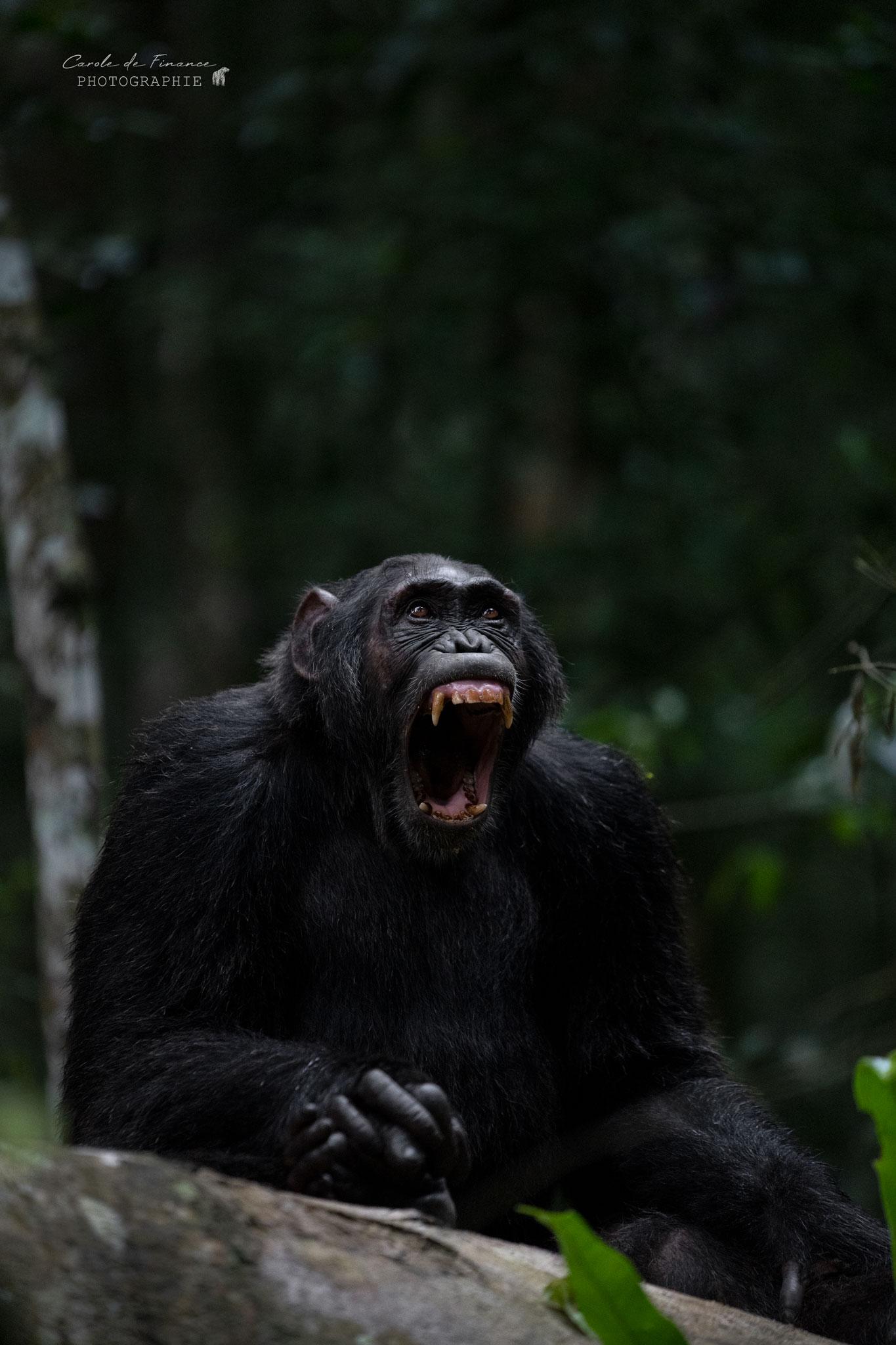 Le sage- chimpanzé de la forêt de Kibale