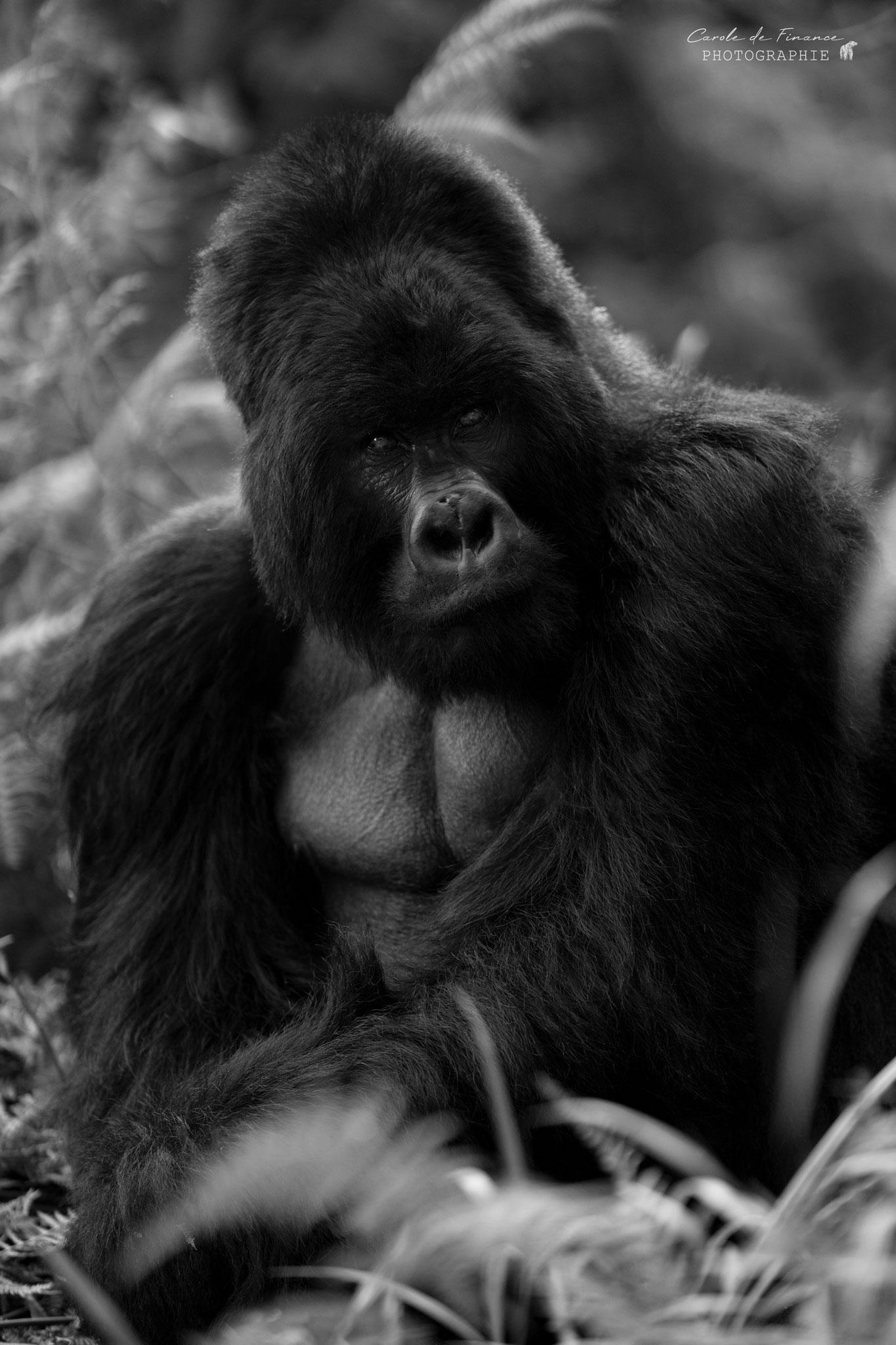 silverback sur les volcans de Virunga