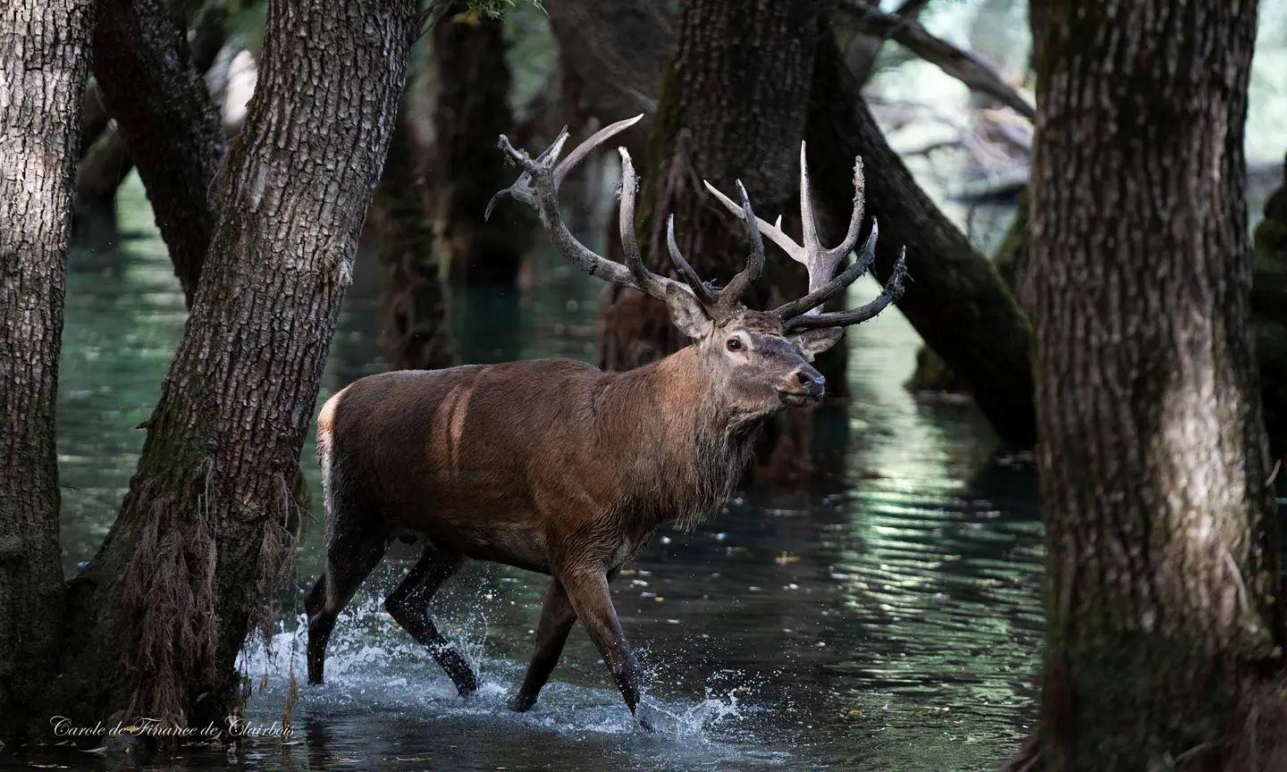 cerf durant le brame dans les Abruzzes