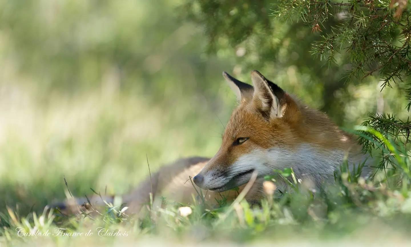 renard au repos dans les Abruzzes