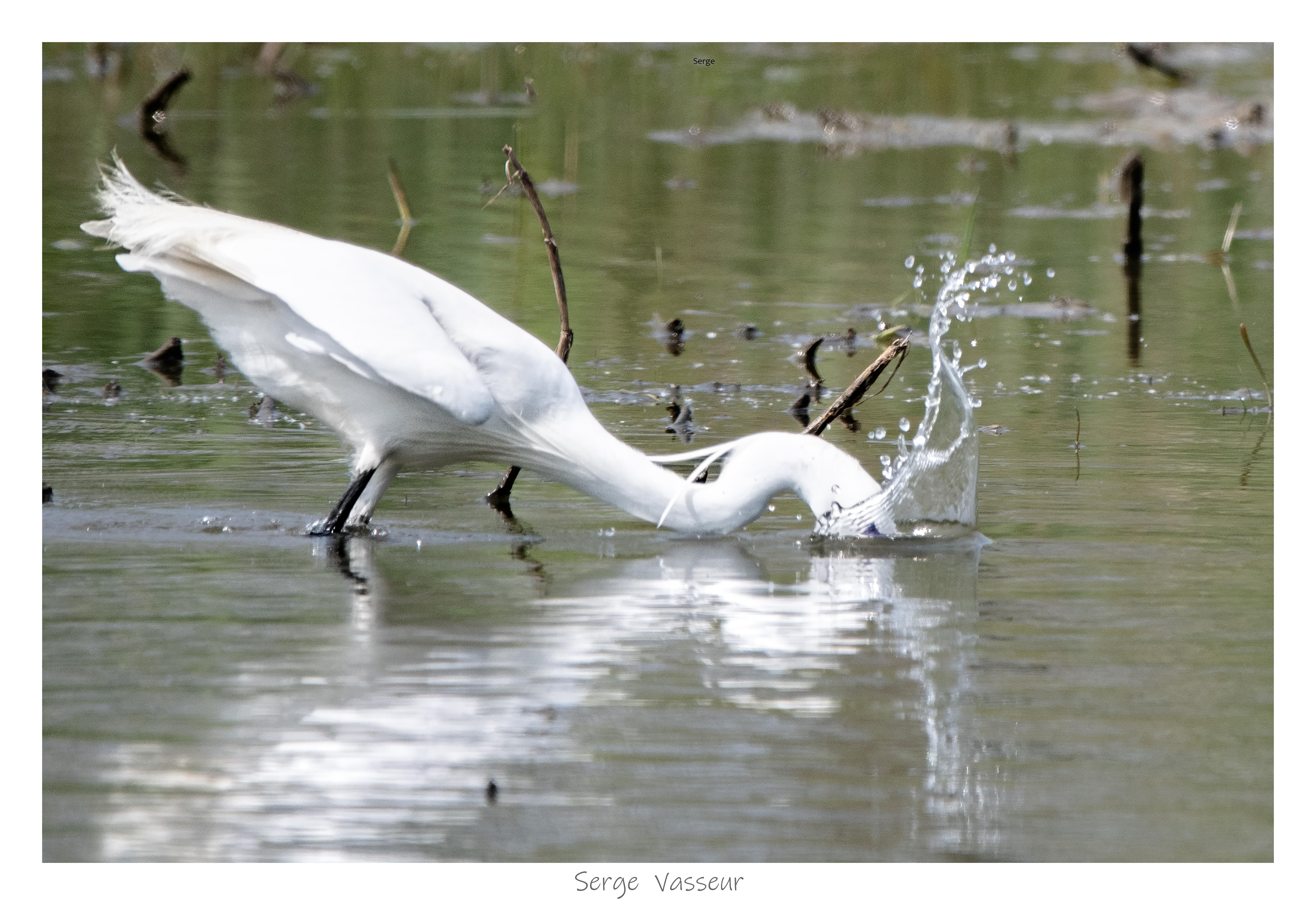 Splaschhh...l'aigrette en pêche