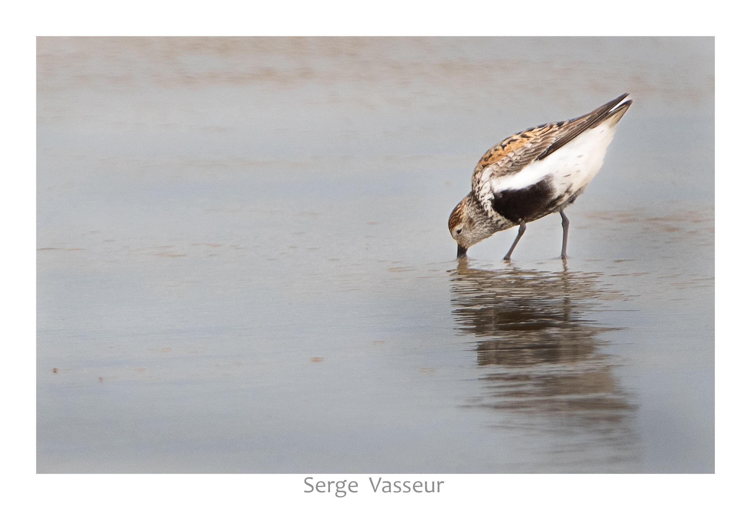 Becasseau fouillant le sable mouillé pour y trouver sa pitance