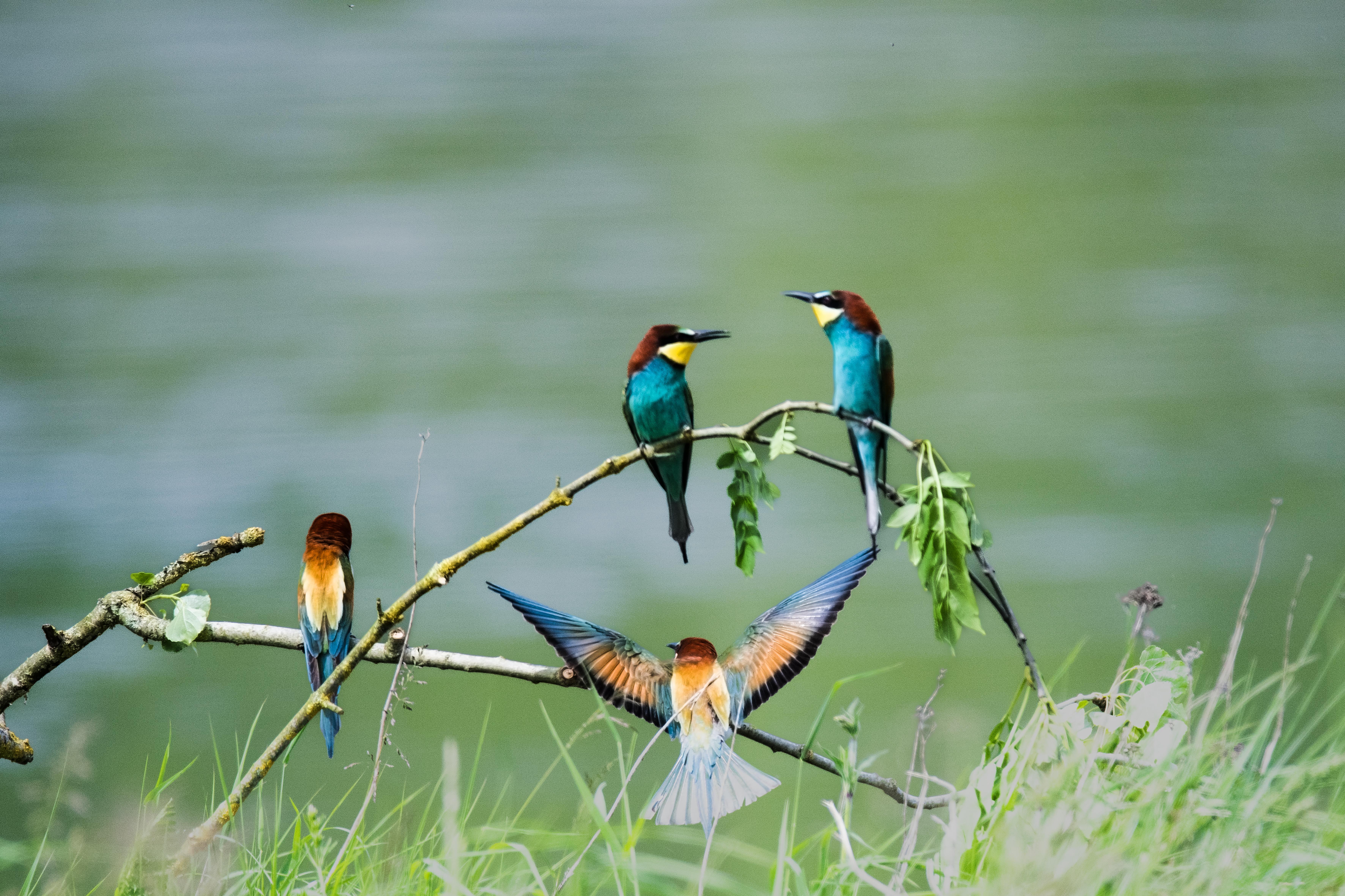 les oiseaux Arc en ciel