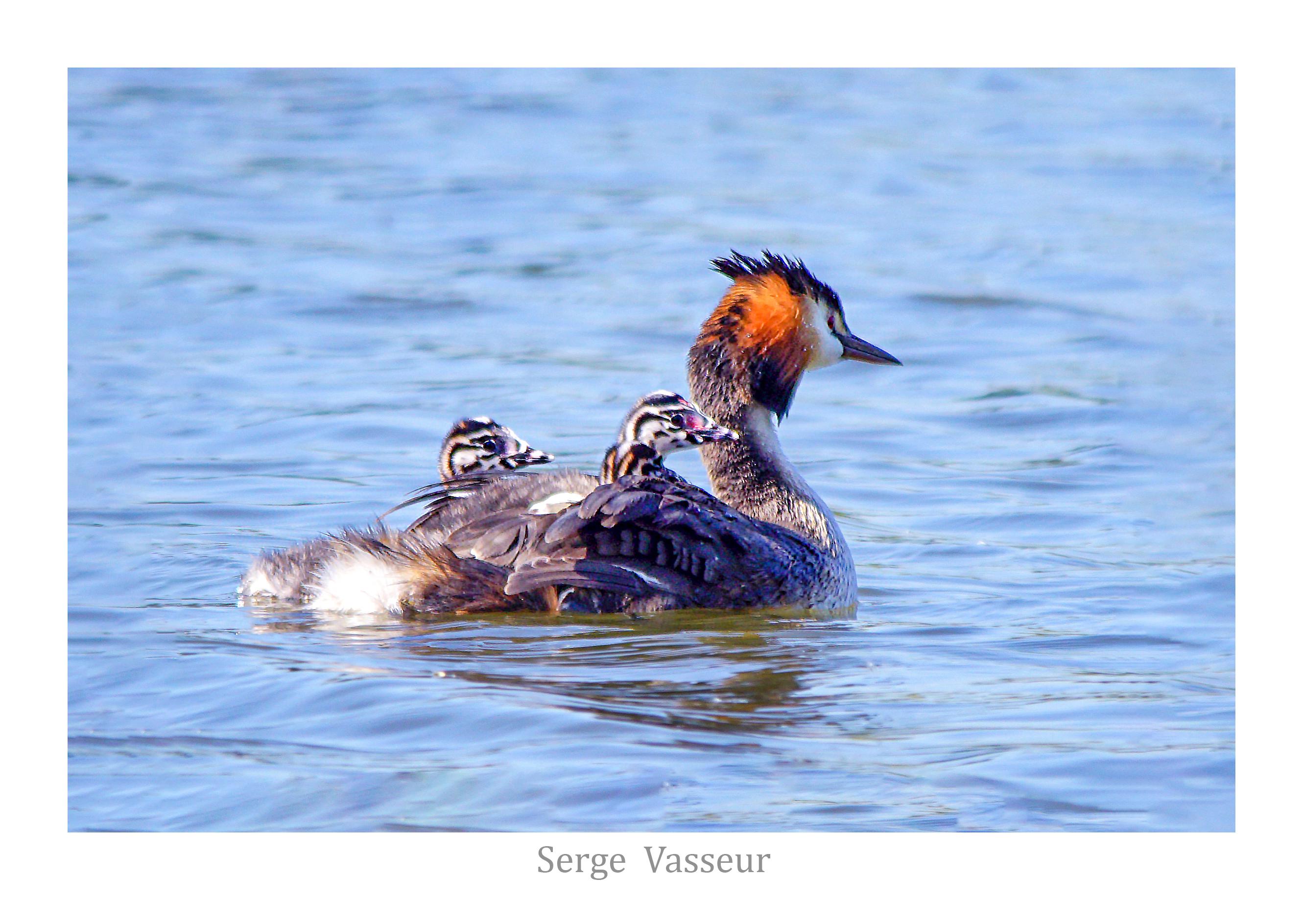 transport en commun chez les grebes huppés