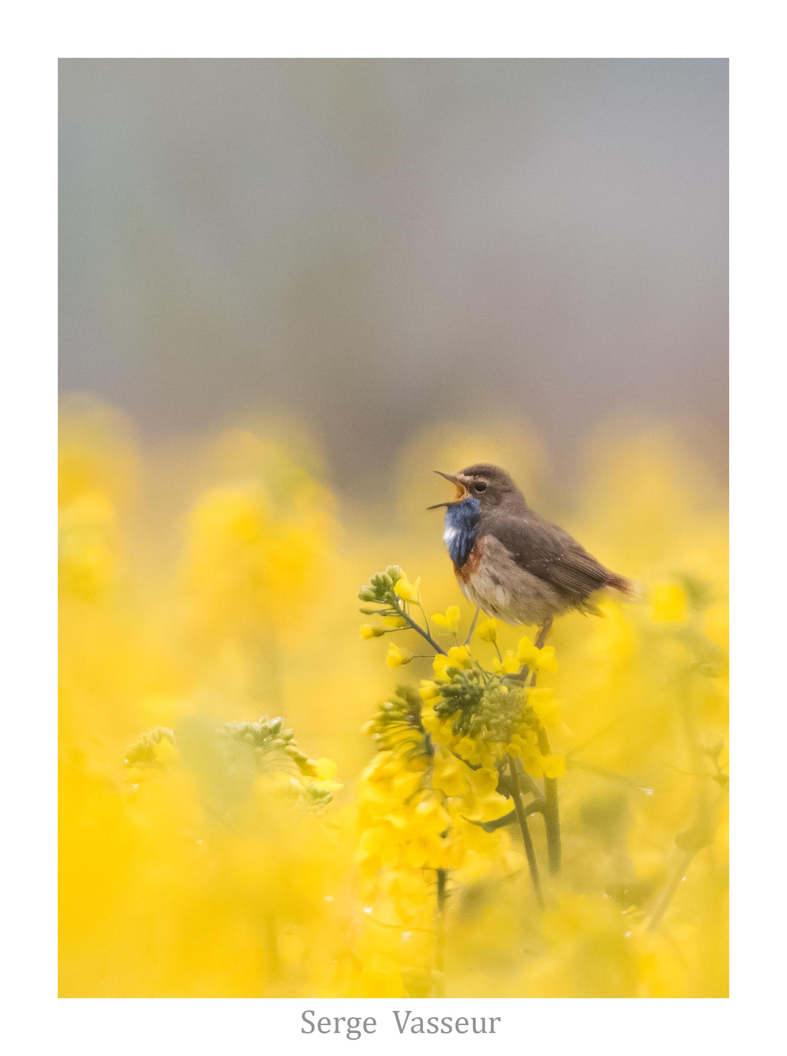 Gorge bleue sur son colza