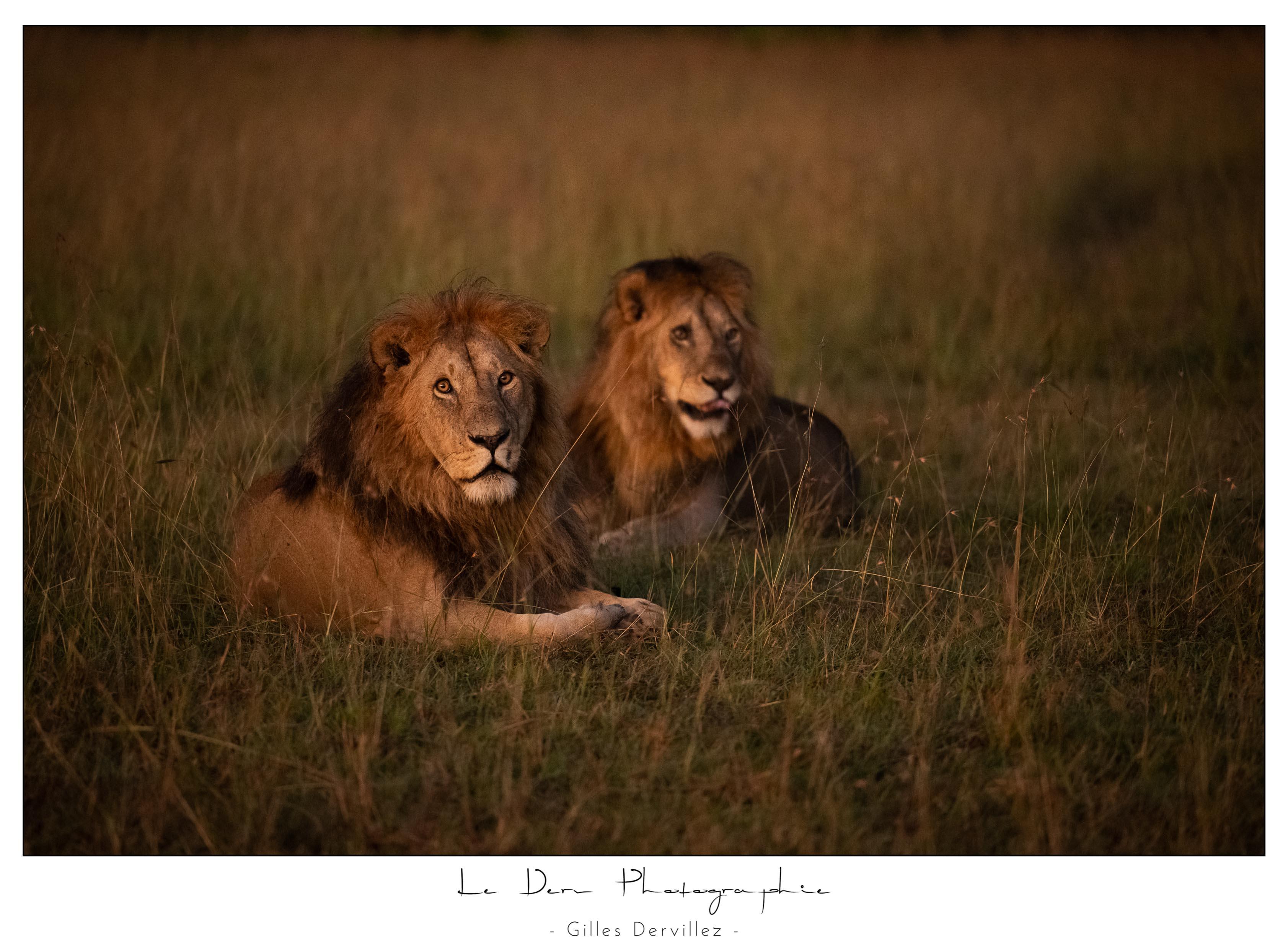 Réveil dans le Masaï-Mara 