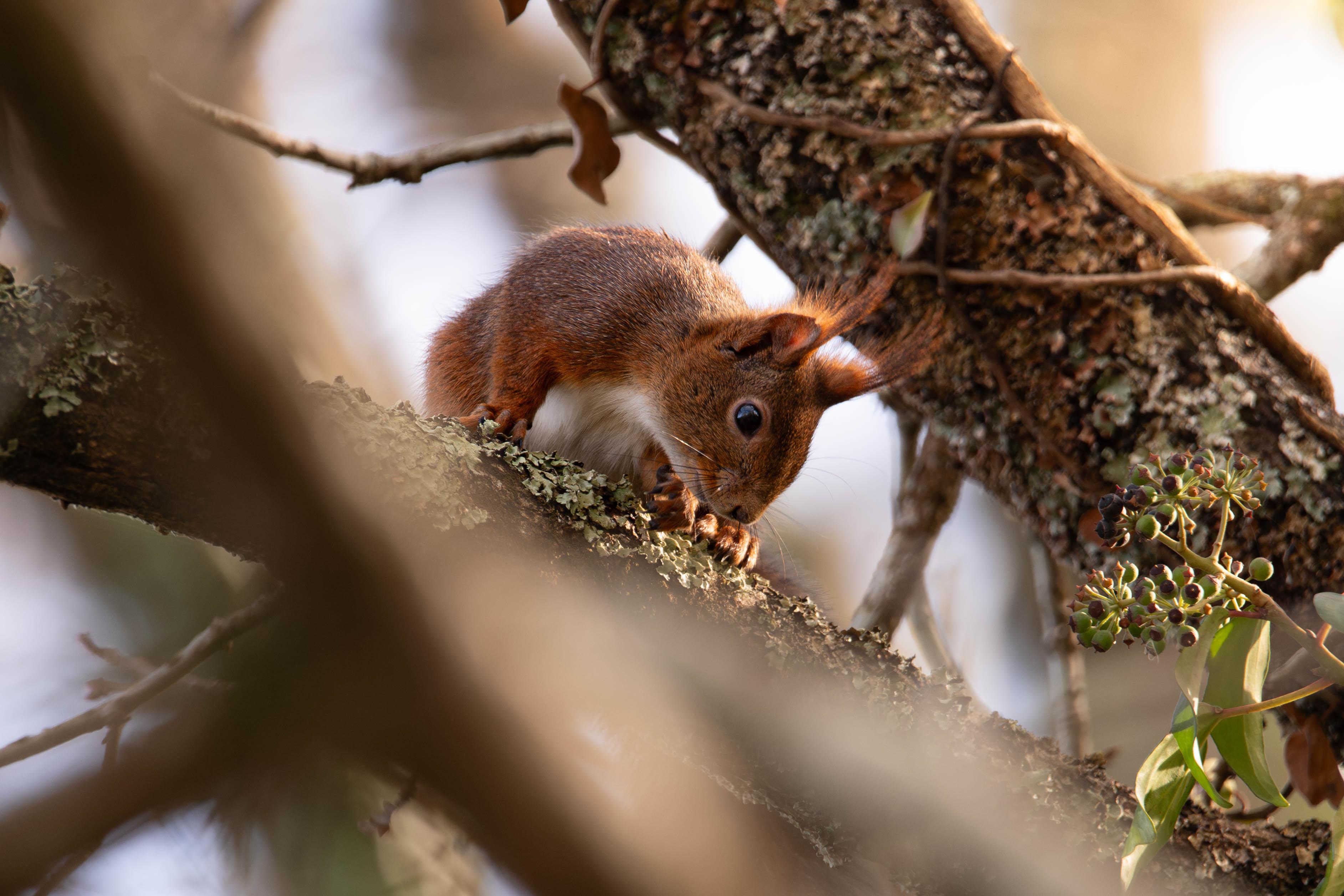 Écureuil roux (Sciurus vulgaris)