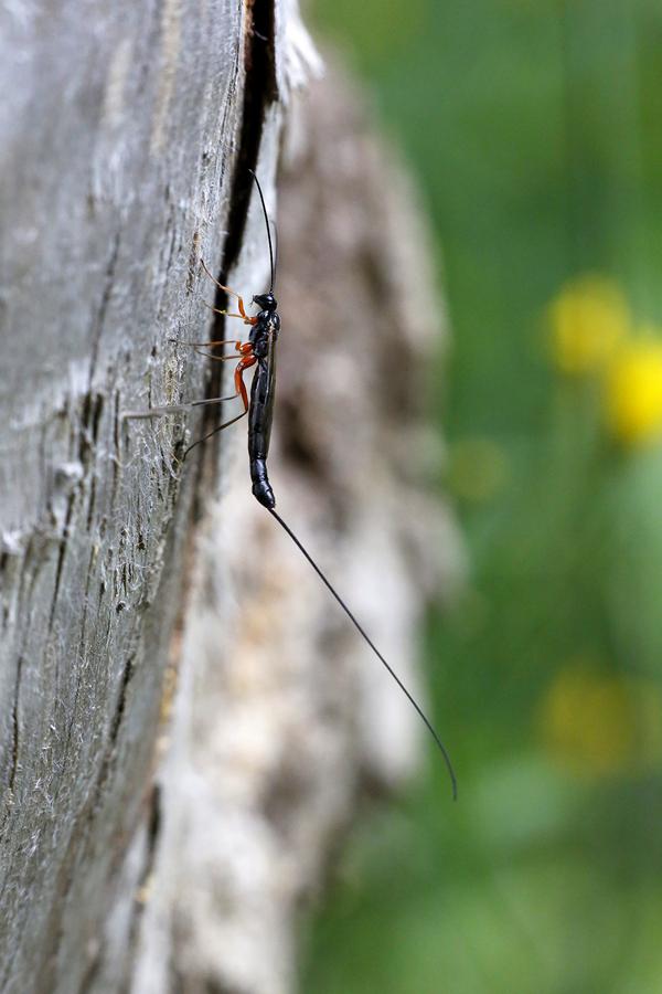 Ephialtes manifestator ♀