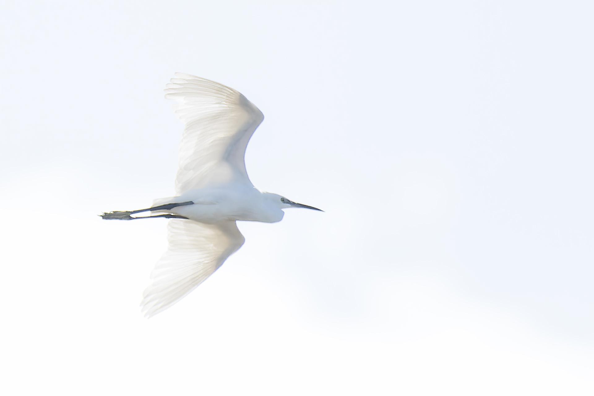 vol aigrette