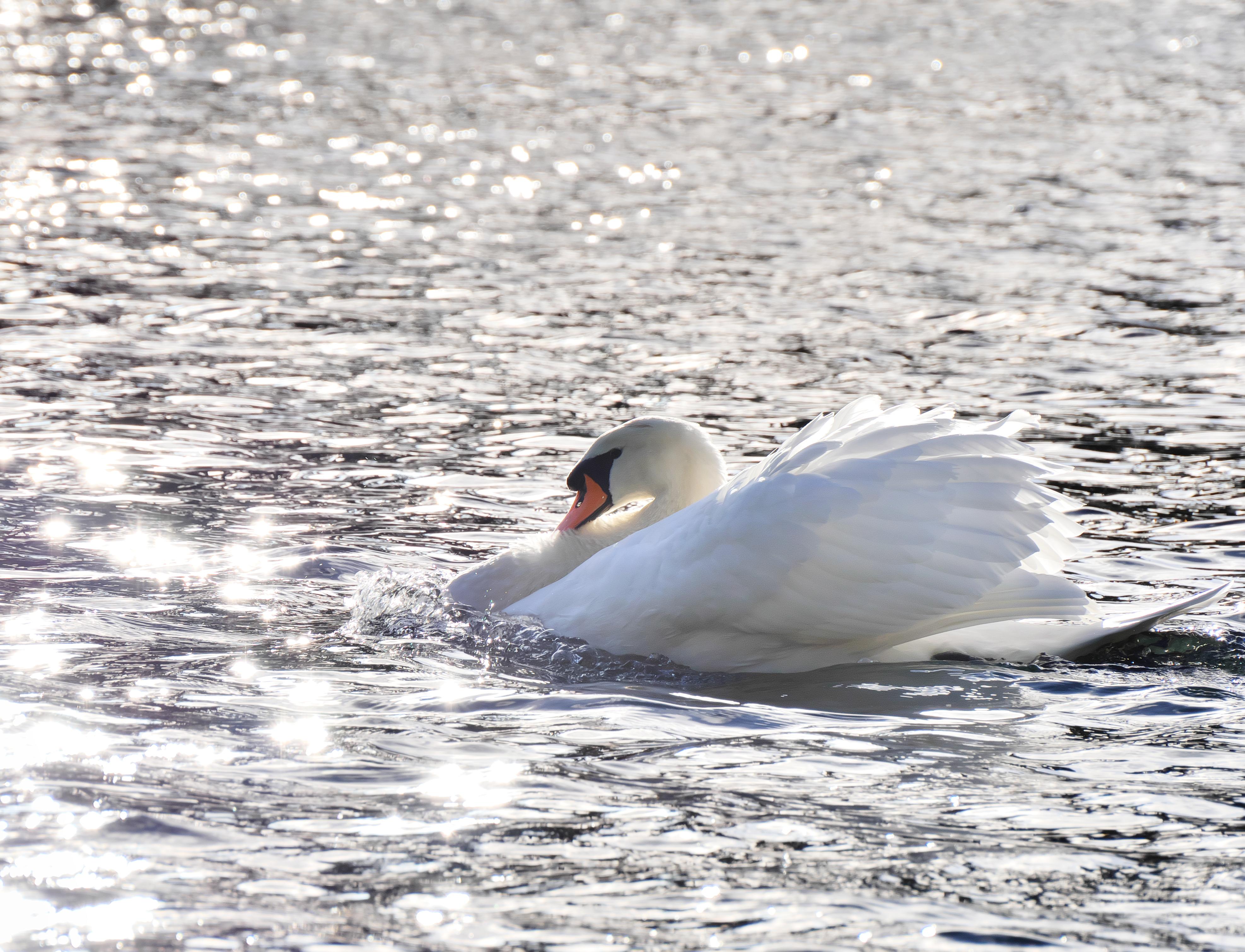 Cygne aux étoiles