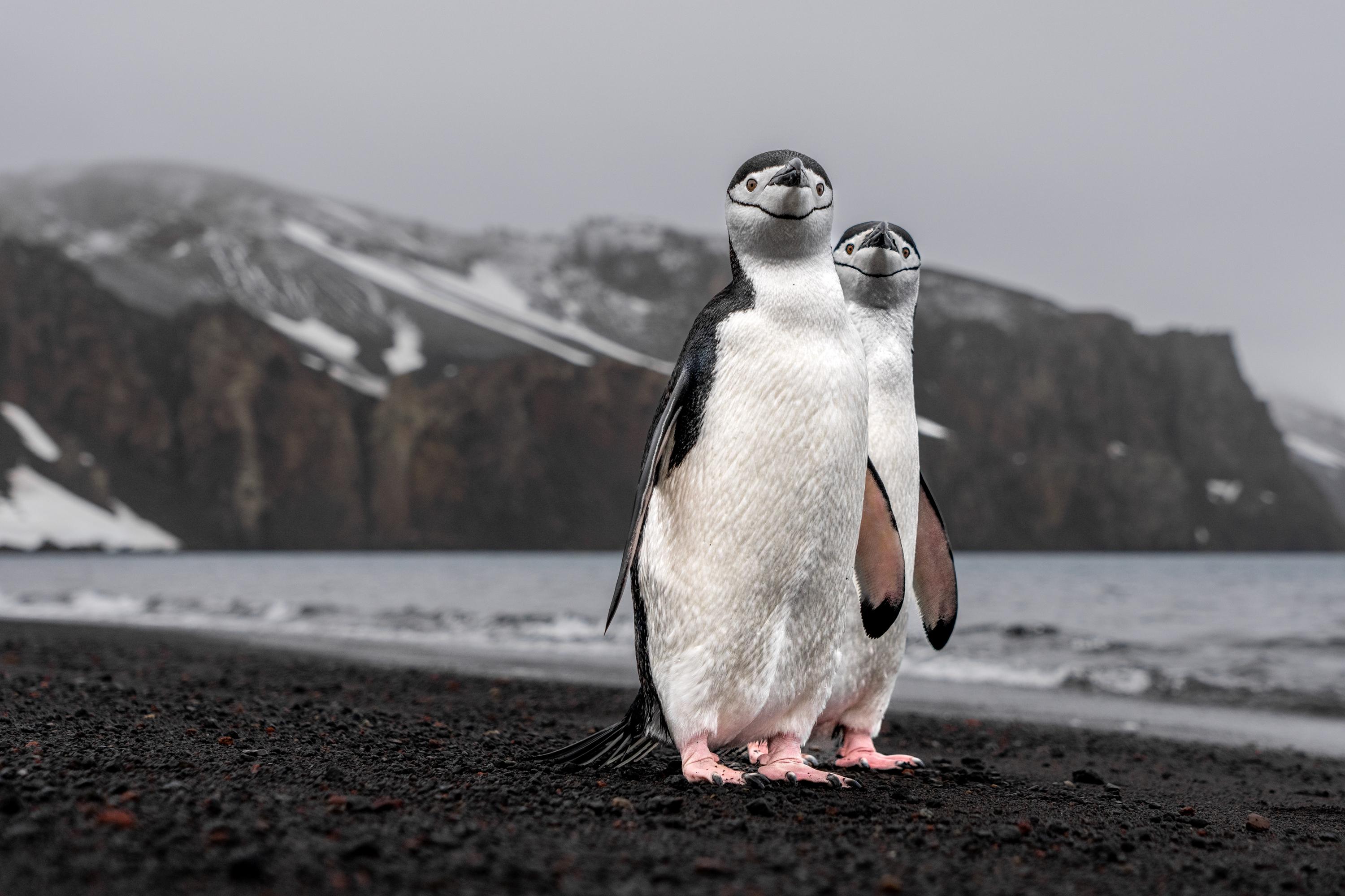 Manchots jugulaires, ile de la deception, Antarctique