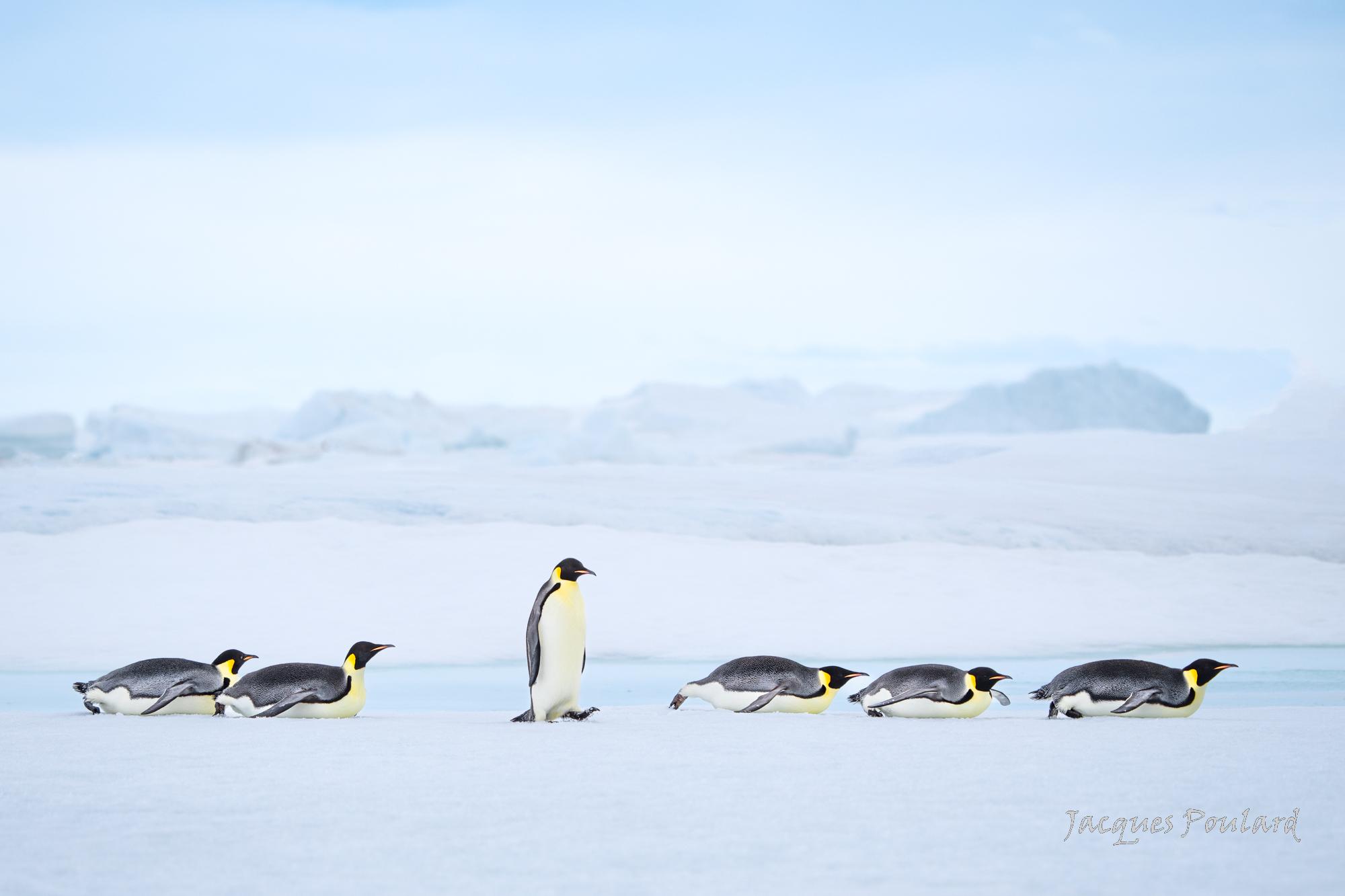 Empereurs, Antarctique