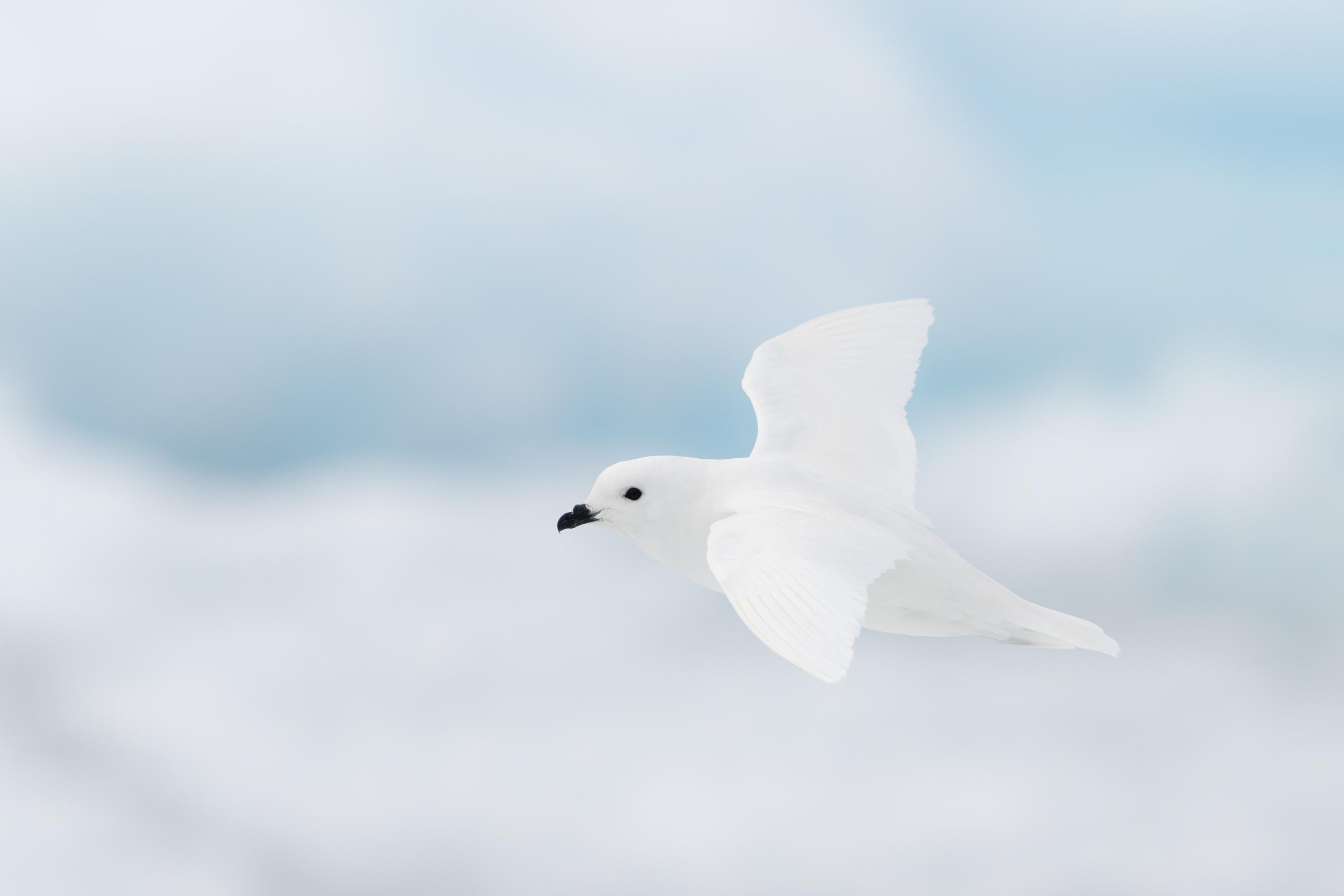 Petrel, Antarctique